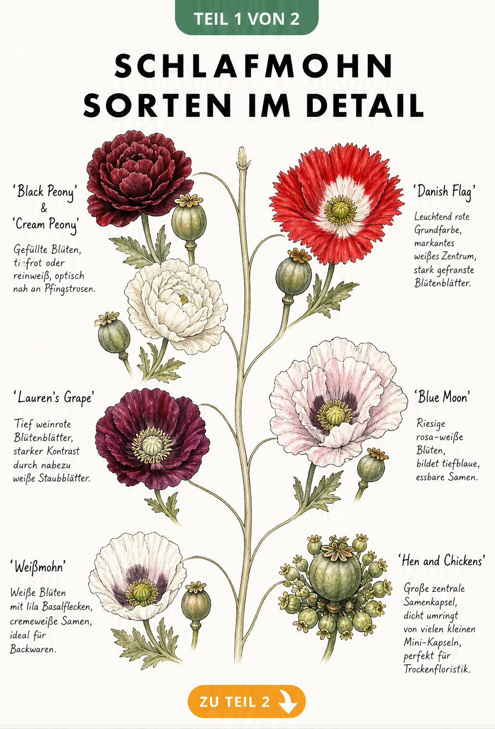 Botanische Illustration verschiedener Schlafmohn-Sorten wie Black Peony, Danish Flag und Lauren's Grape mit Blüten und Kapseln
