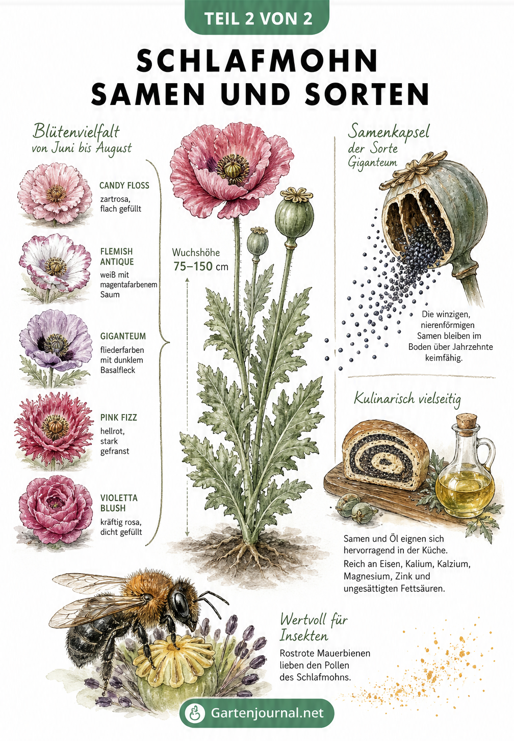Botanische Lehrtafel mit Schlafmohn-Pflanze, Samenkapsel der Sorte Giganteum und verschiedenen Blütenfarben