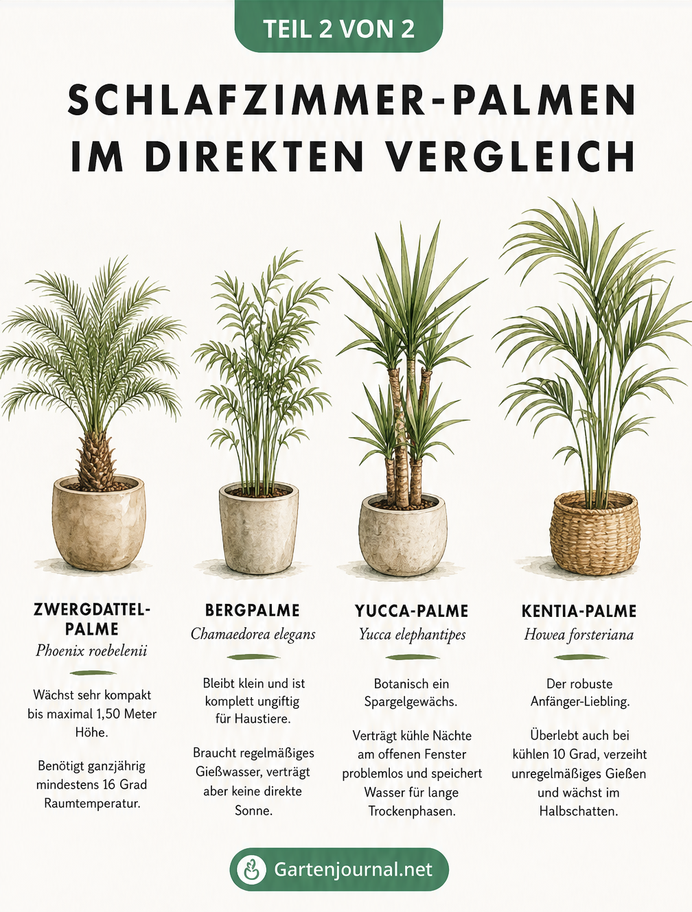 Vergleich von vier Schlafzimmer-Palmen: Zwergdattelpalme, Bergpalme, Yucca-Palme und Kentia-Palme
