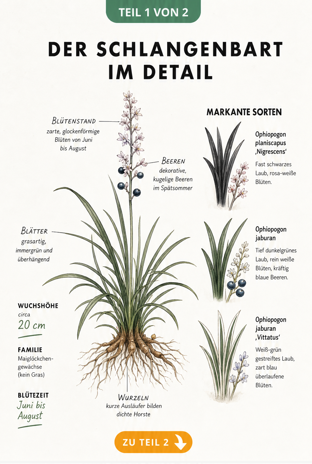 Botanische Illustration des Schlangenbarts mit Wurzeln, Blättern, Blüten und Beeren sowie einer Gegenüberstellung der Sorten Nigrescens, Jaburan und Vittatus.
