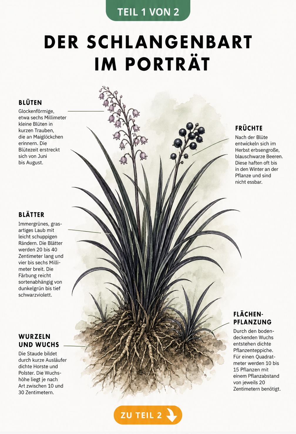 Botanische Illustration des Schlangenbarts mit dunklen Blättern, Wurzeln, Blüten und Beeren