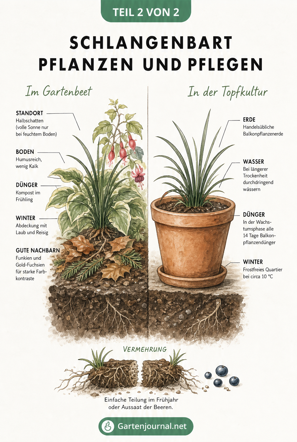 Querschnitt-Illustration zur Pflege des Schlangenbarts im Gartenbeet und im Topf mit Hinweisen zu Standort, Boden, Dünger und Überwinterung.