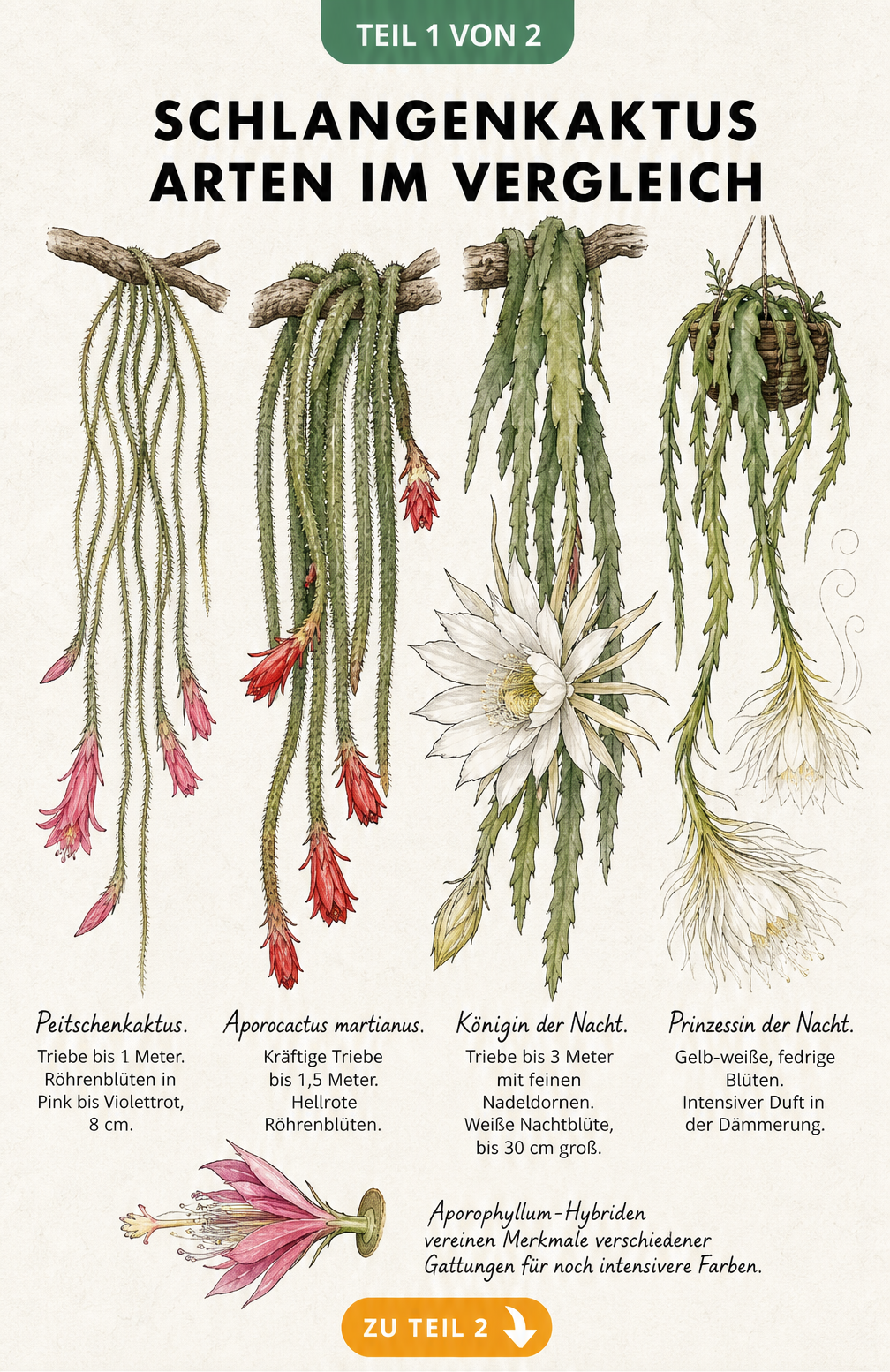 Botanische Illustration von vier Schlangenkaktus-Arten im Vergleich: Peitschenkaktus, Aporocactus martianus, Königin der Nacht und Prinzessin der Nacht.