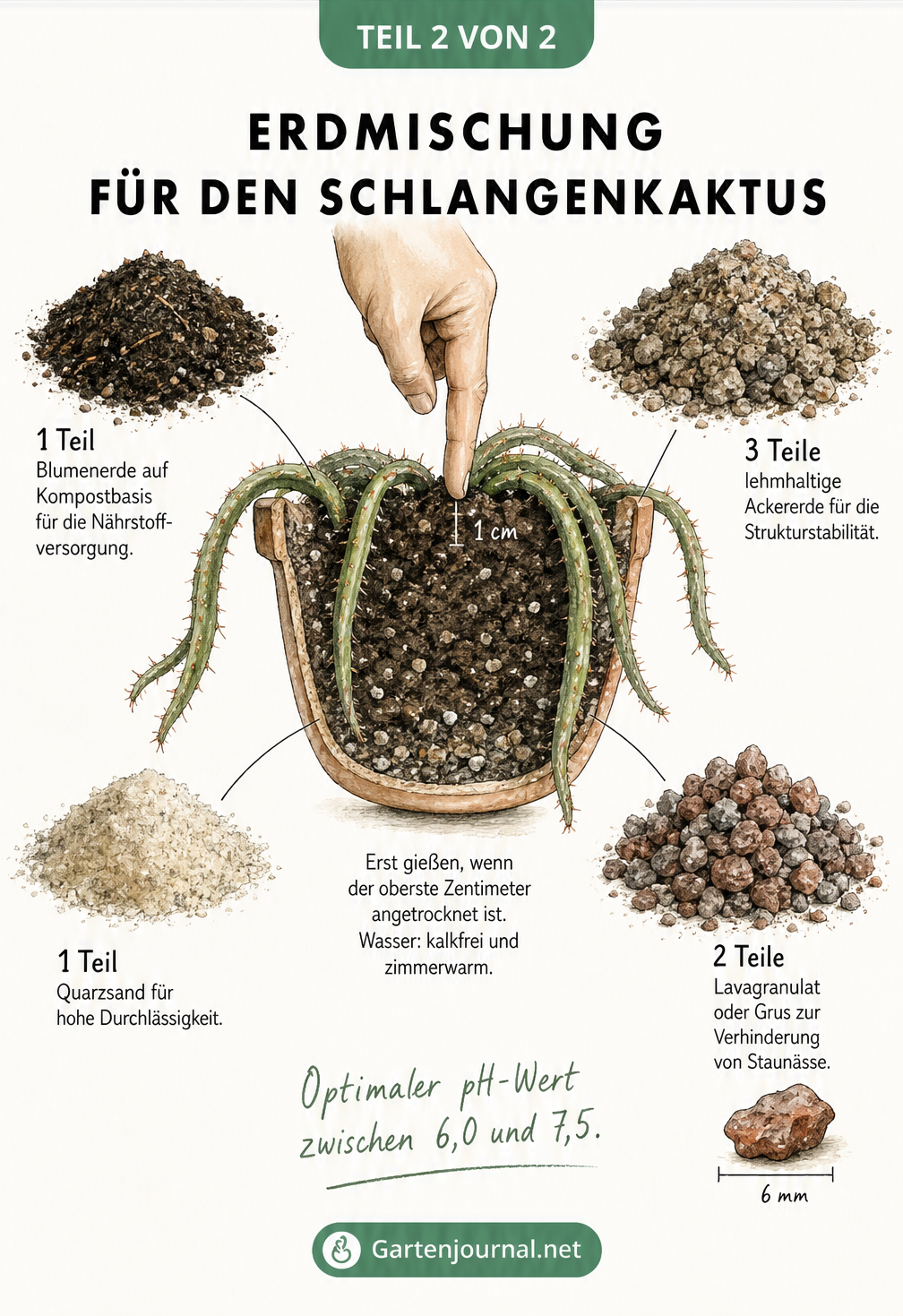 Zeichnung der idealen Erdmischung für den Schlangenkaktus mit Blumenerde, Ackererde, Quarzsand und Lavagranulat