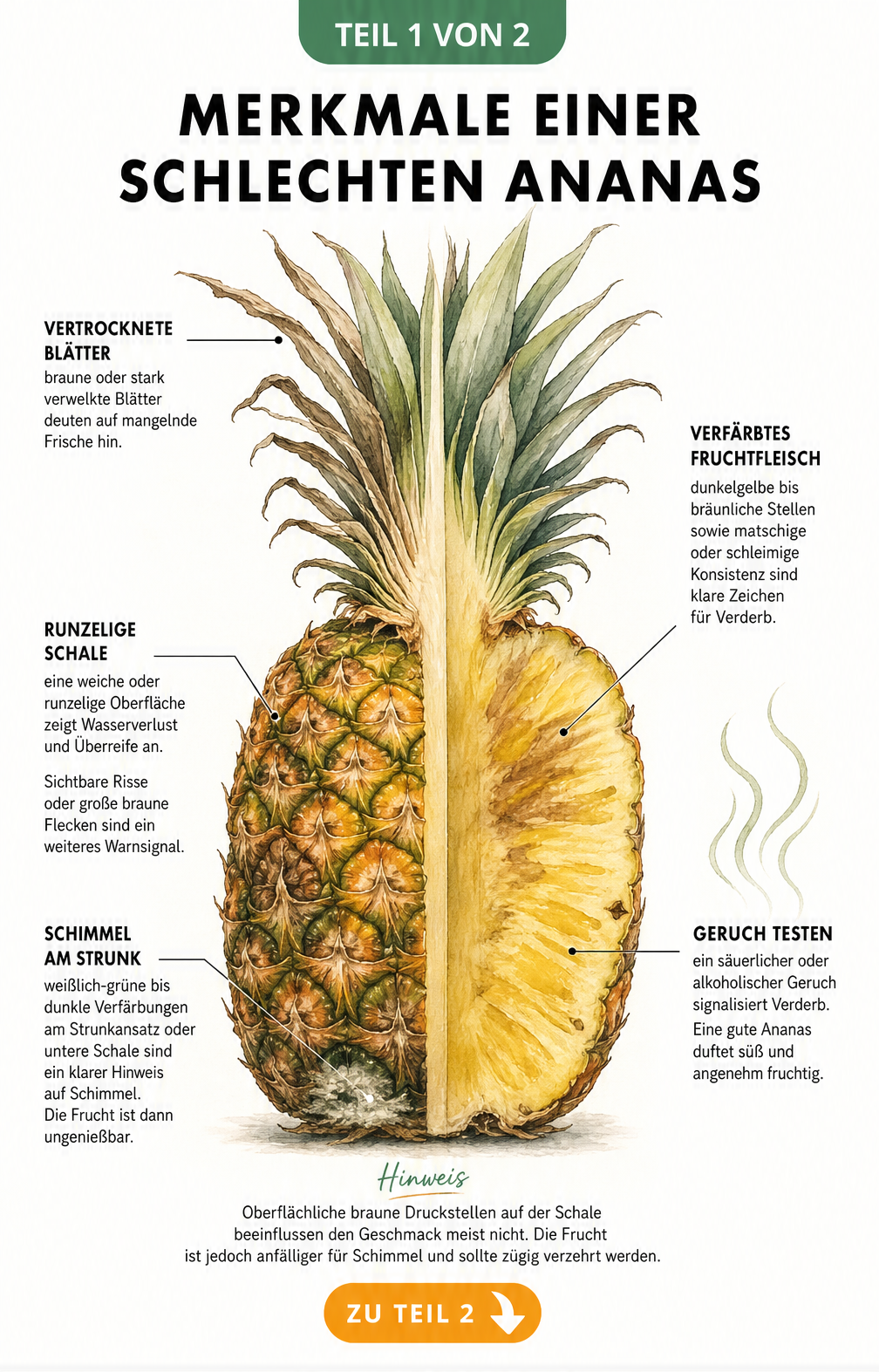 Botanische Illustration einer Ananas im Querschnitt mit Hinweisen auf Merkmale einer schlechten Frucht wie braune Blätter, weiche Schale und matschiges...