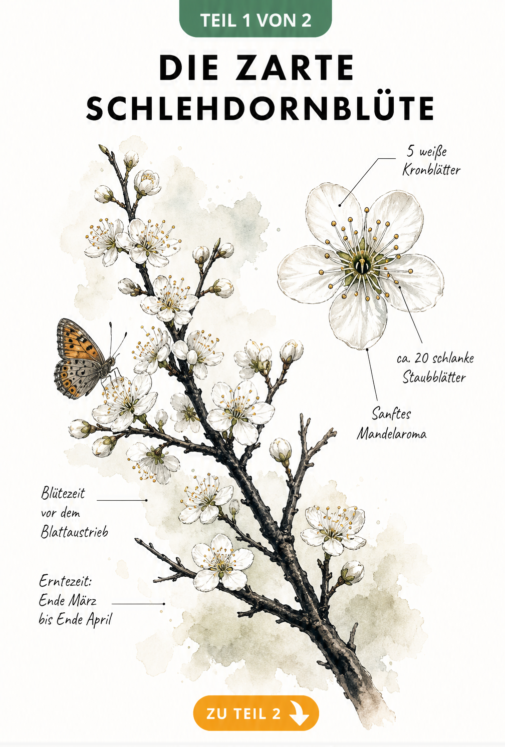 Botanische Illustration eines Schlehdornzweigs mit weißen Blüten und Schmetterling