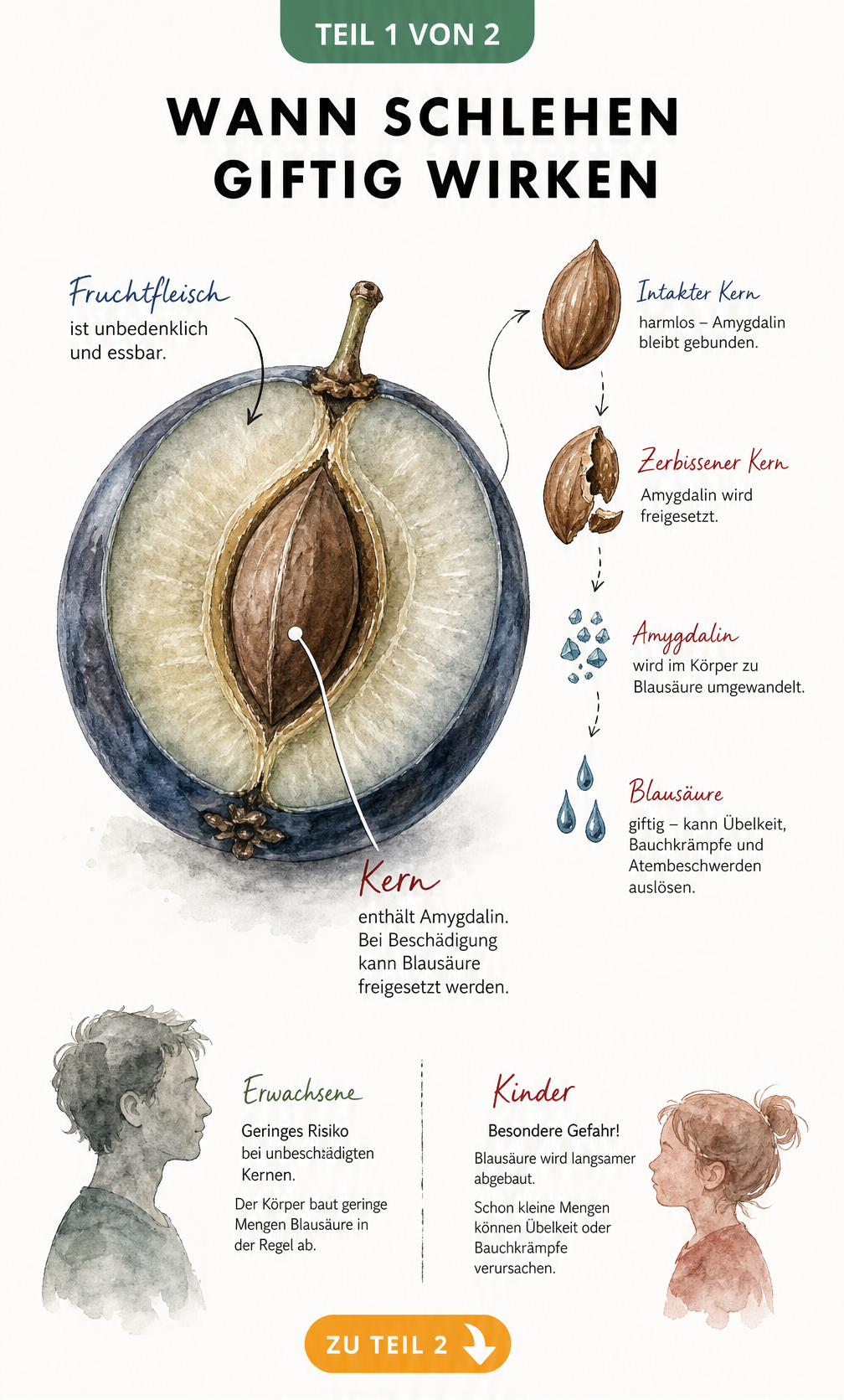 Botanische Querschnitt-Zeichnung einer Schlehenfrucht, die den Kern und die Umwandlung von Amygdalin in Blausäure beim Zerbeißen zeigt.