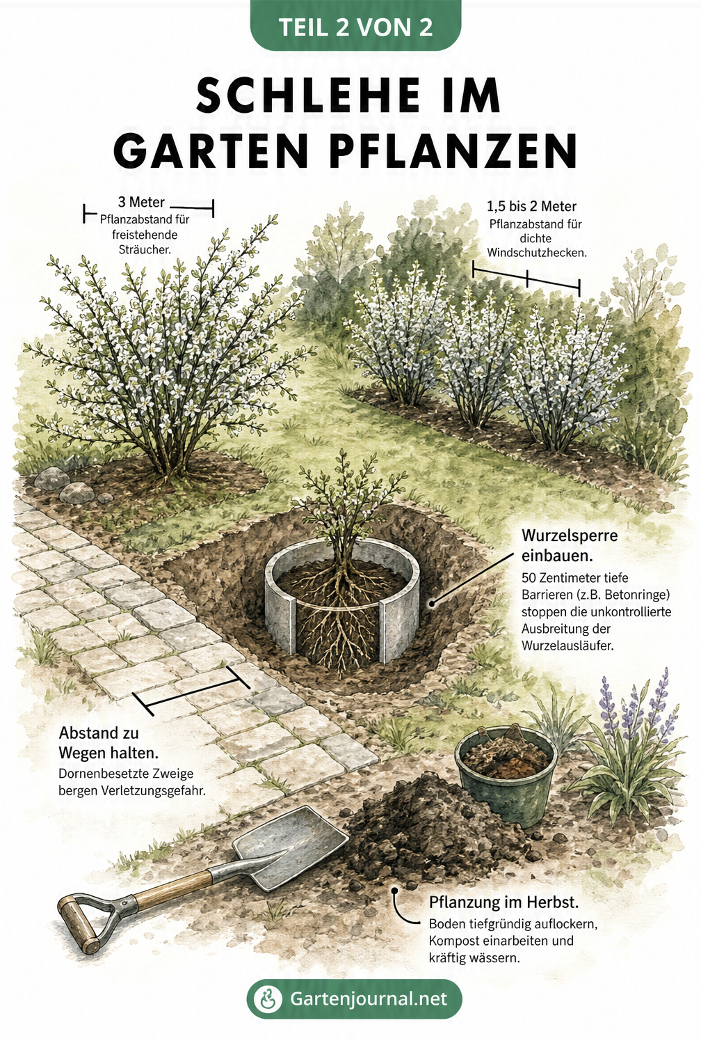 Isometrische Gartenansicht mit Schlehenstrauch, Hecke und Wurzelsperre