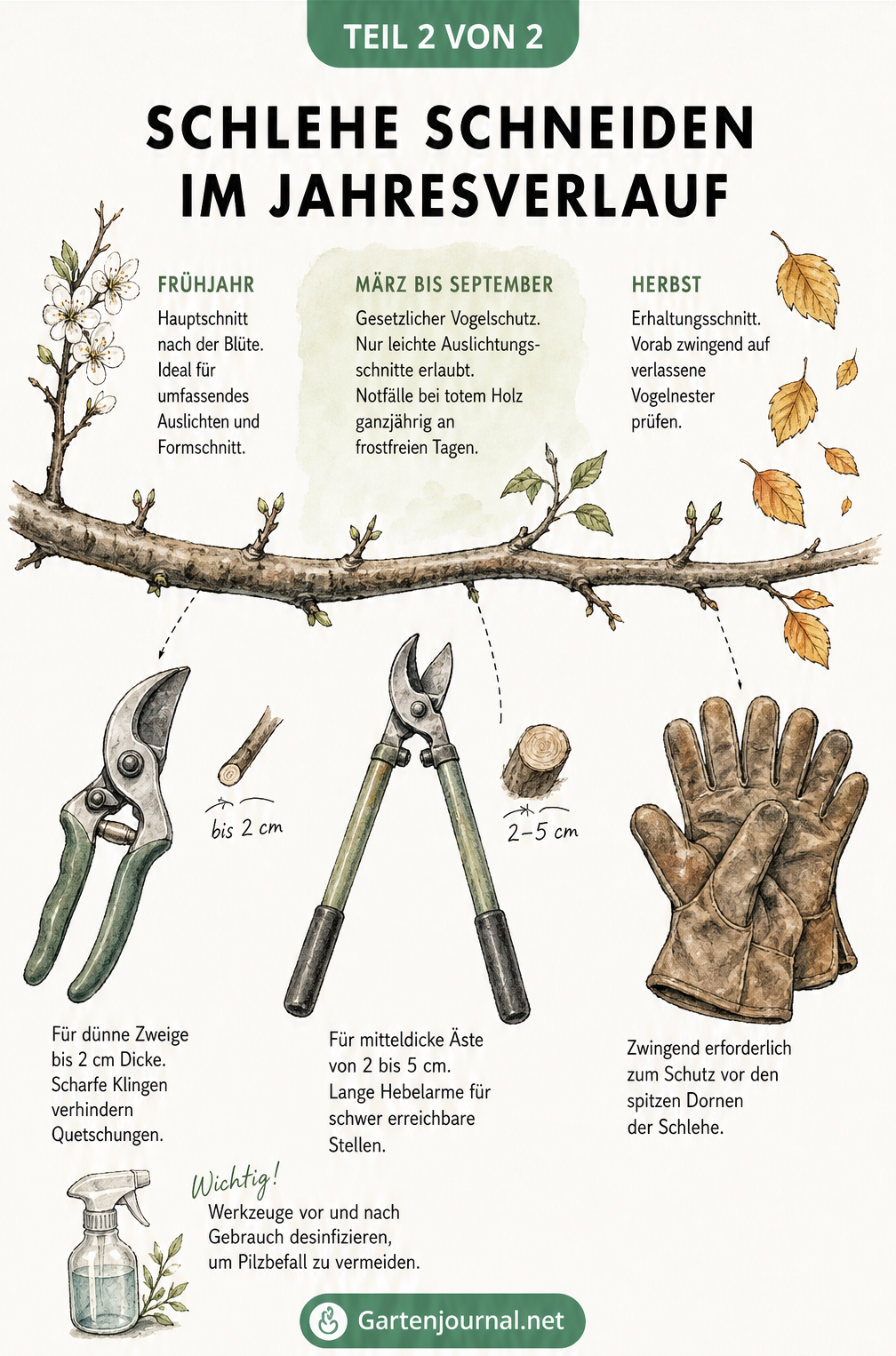 Zeitplan für den Schlehenschnitt im Jahresverlauf mit passenden Gartenwerkzeugen wie Astschere und Handschuhen