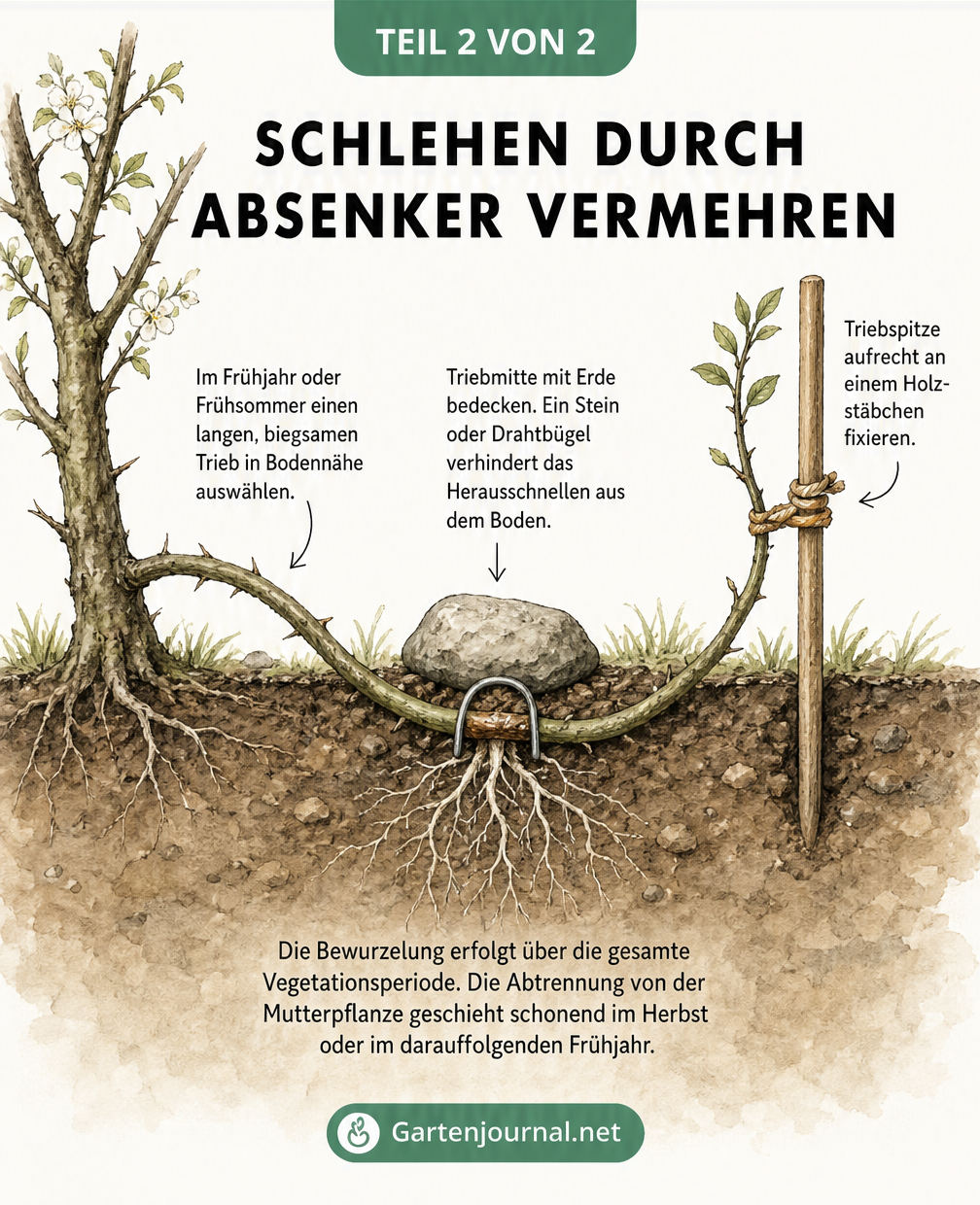 Querschnitt-Zeichnung der Absenker-Methode bei Schlehen, bei der ein Trieb in die Erde geleitet und mit einem Stein fixiert wird.