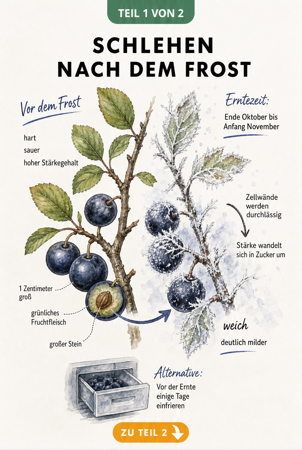 Botanische Illustration eines Schlehenzweigs vor und nach dem Frost mit Erntezeit und Eigenschaften