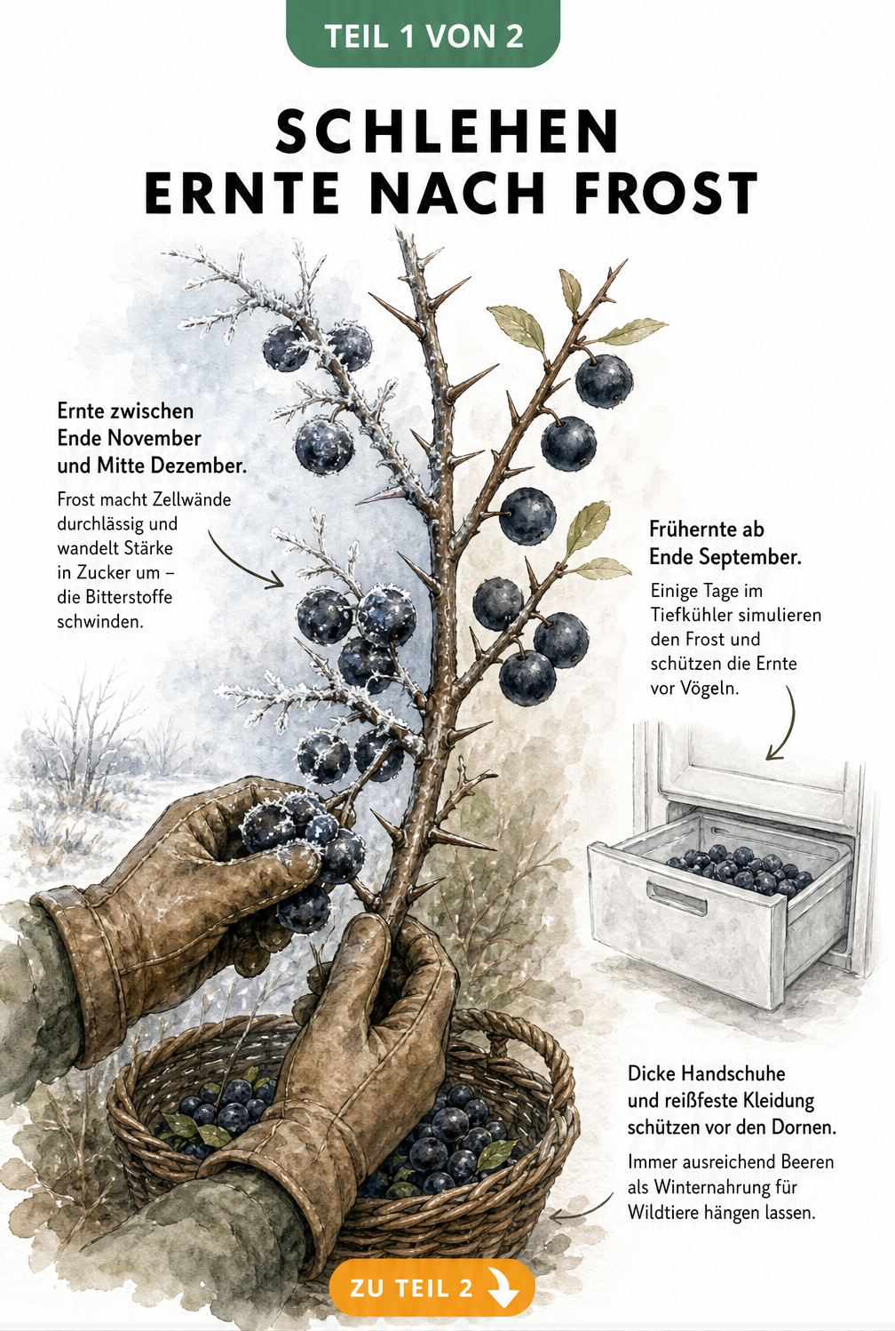 Botanische Illustration eines Schlehendorn-Zweigs mit gefrosteten und frostfreien Beeren sowie Erntehinweisen