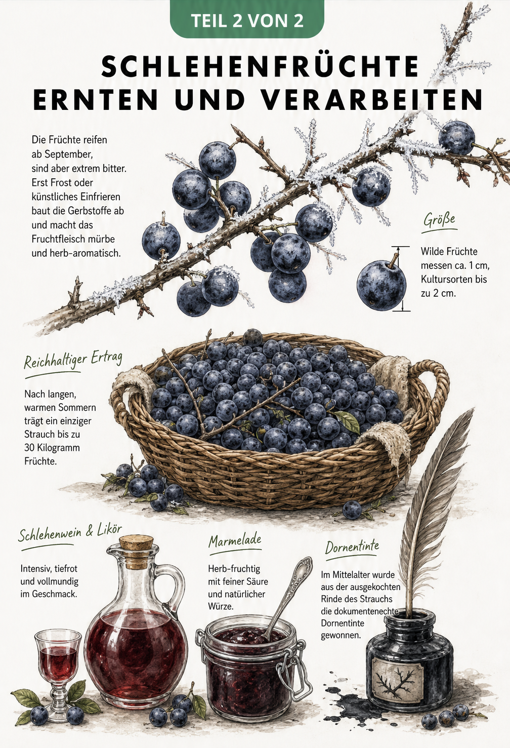 Illustration von schwarzblauen Schlehenfrüchten am Zweig und in einem Korb mit Marmelade und Likör