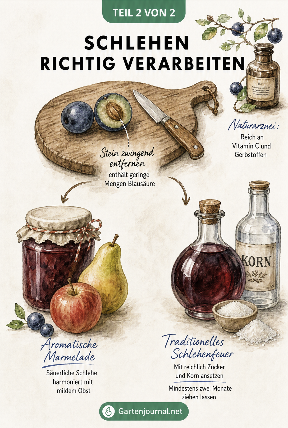 Illustration zur Verarbeitung von Schlehen zu Marmelade und Schlehenfeuer