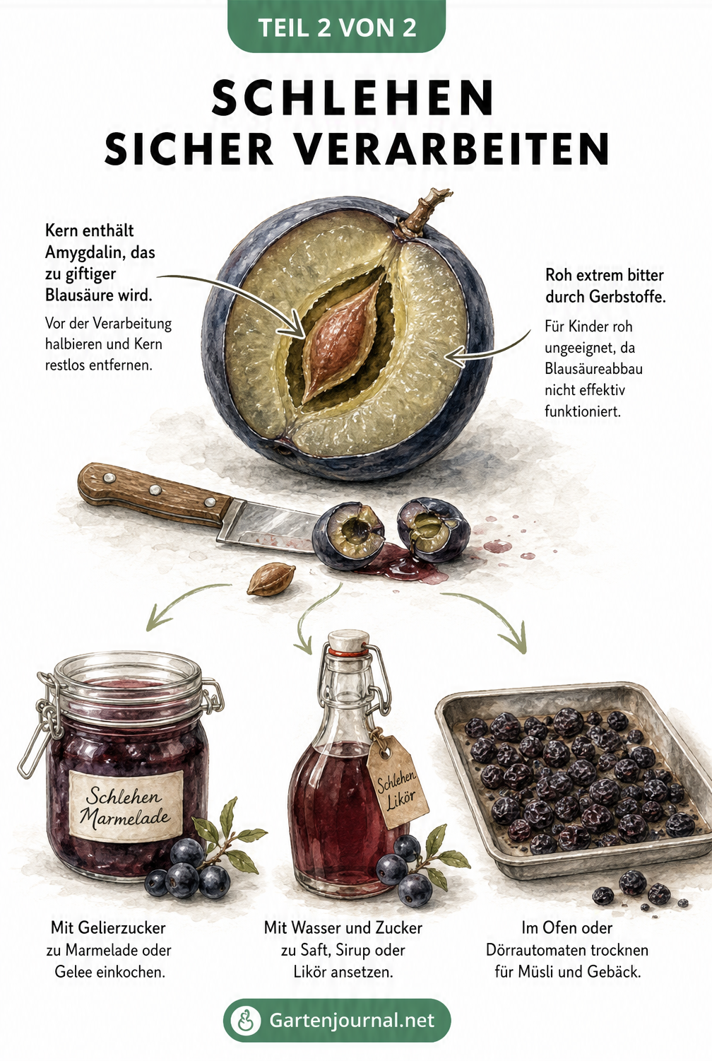 Illustration einer aufgeschnittenen Schlehe mit Warnhinweis zum Kern und verschiedenen Verarbeitungsmöglichkeiten wie Marmelade, Saft und Trocknen