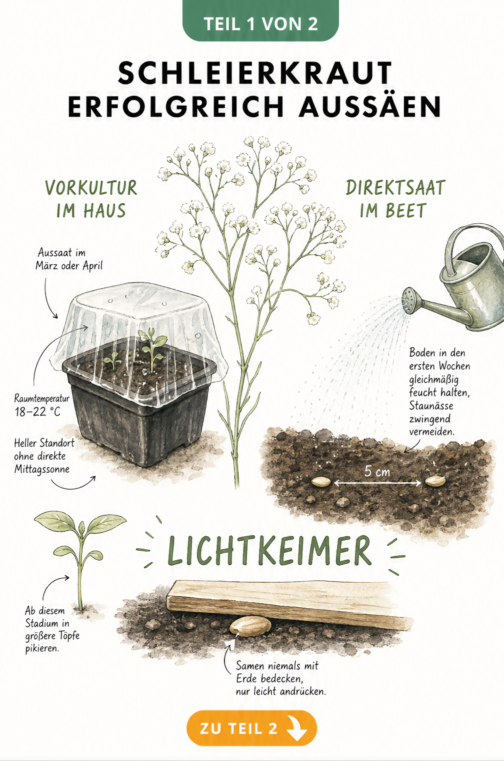 Illustration zur Aussaat von Schleierkraut als Lichtkeimer mit Vorkultur und Direktsaat