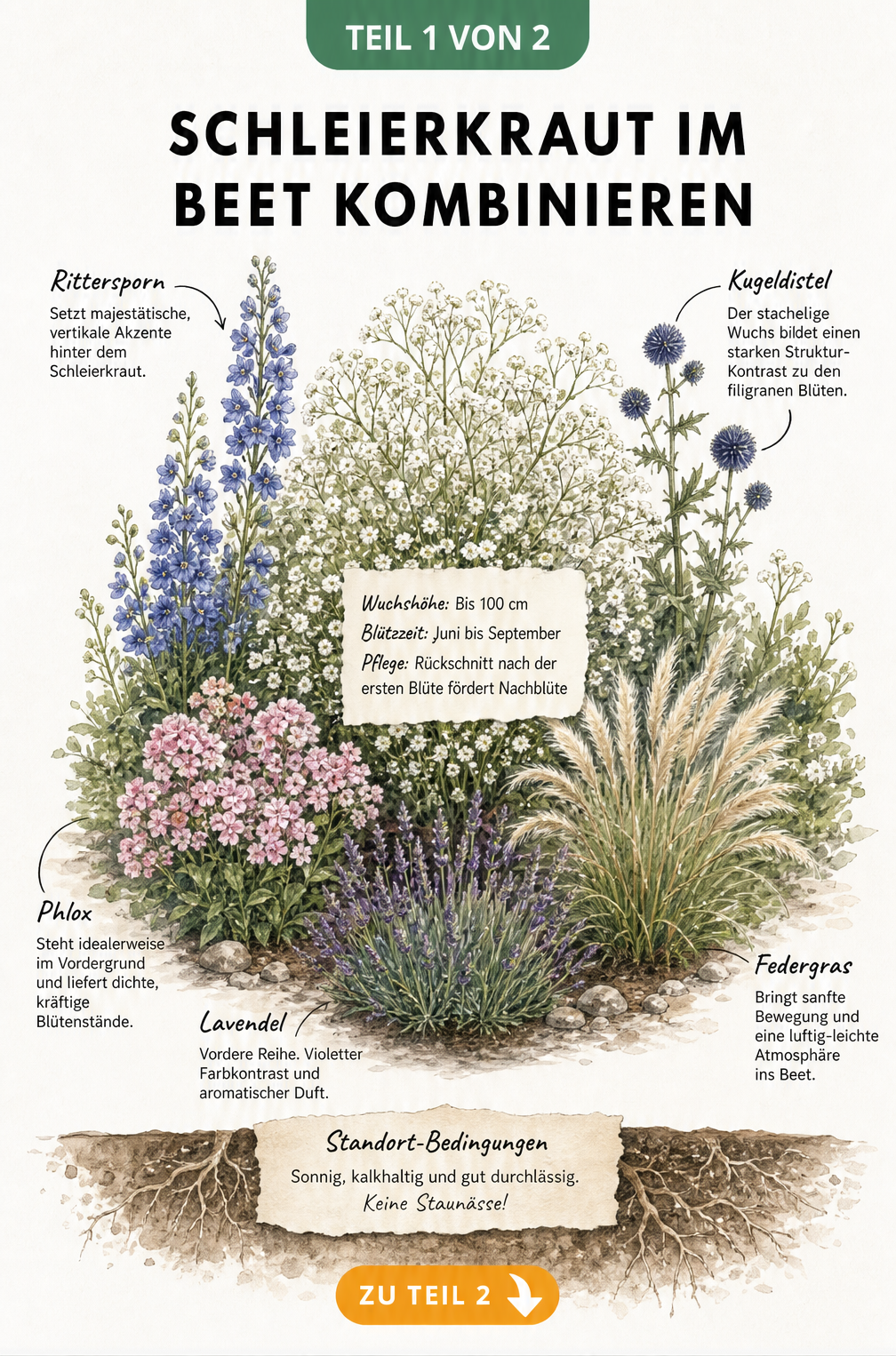 Illustration eines Beetes mit Schleierkraut und passenden Begleitpflanzen wie Rittersporn, Kugeldistel, Phlox, Lavendel und Federgras sowie Infos zu Standort...