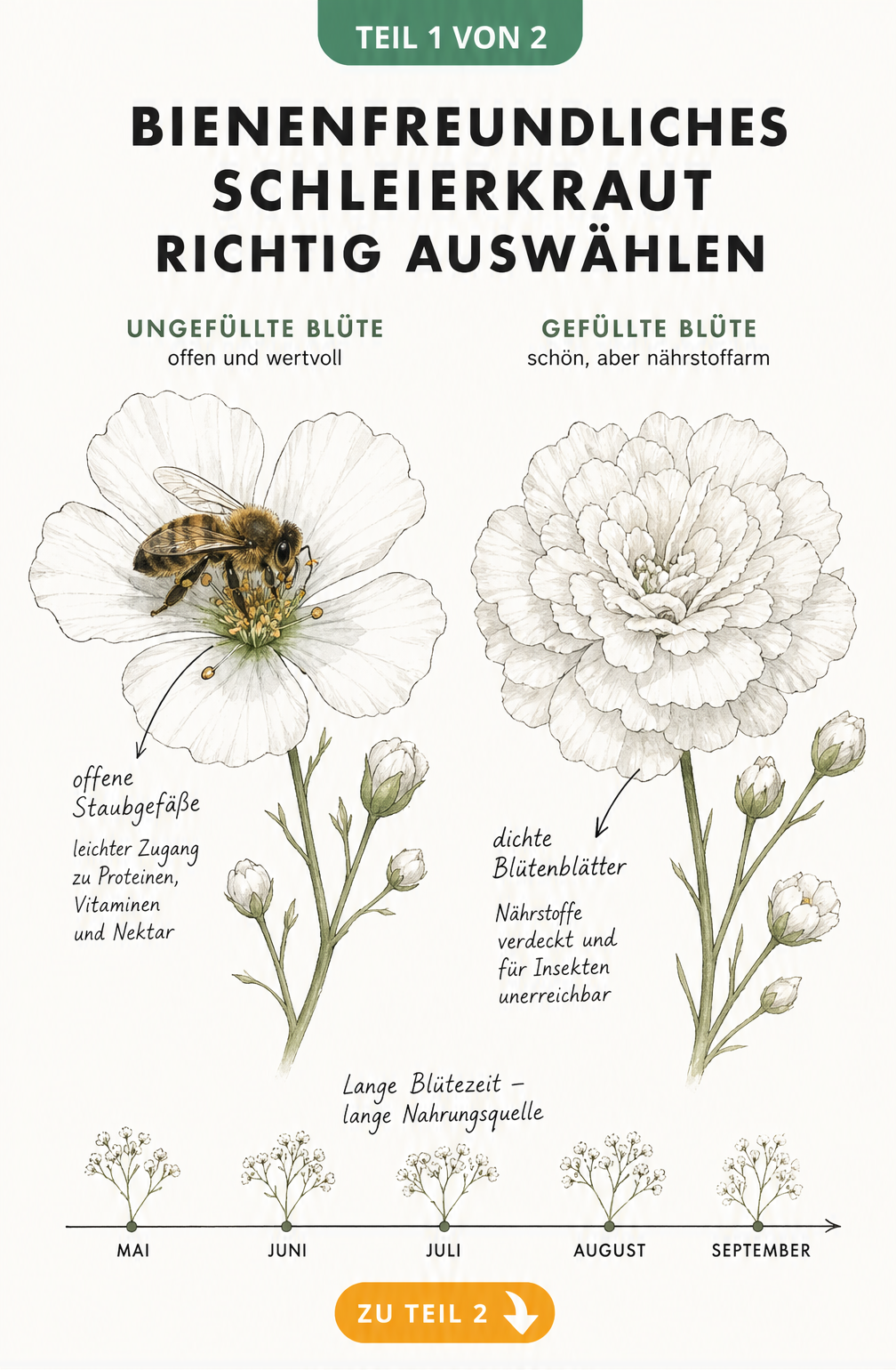 Botanische Illustration: Vergleich einer ungefüllten Schleierkraut-Blüte mit Biene und einer gefüllten Blüte ohne Nährstoffzugang