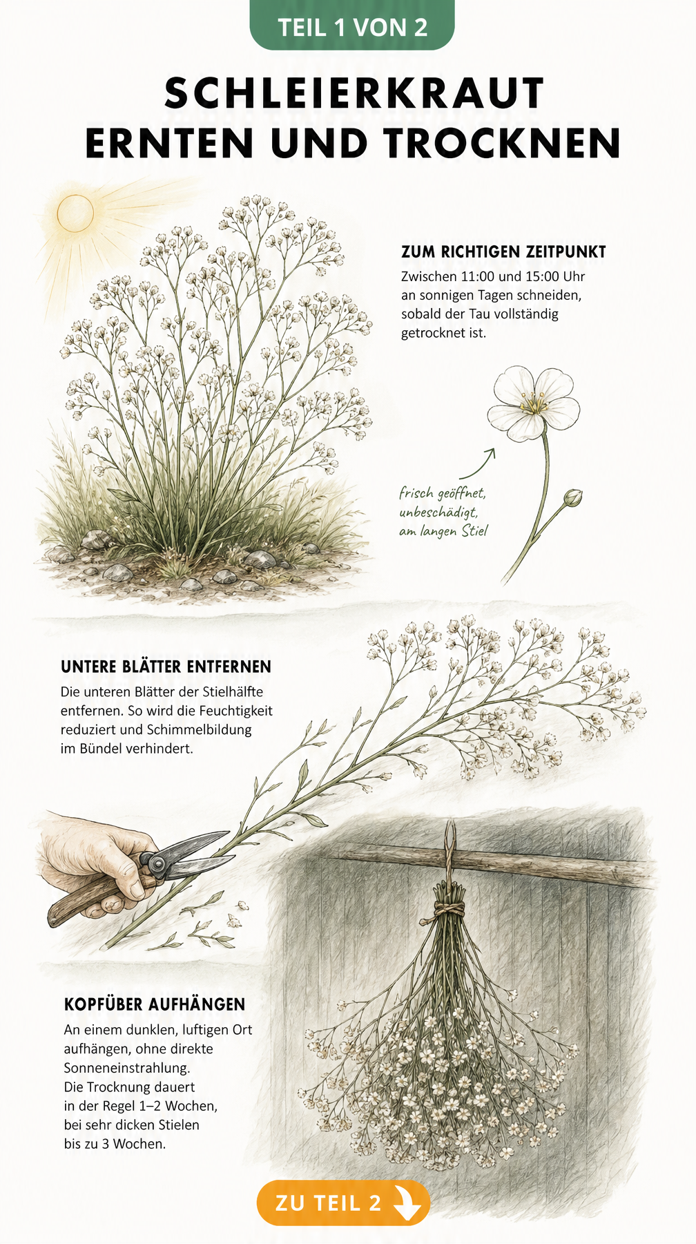 Botanische Illustration zum Ernten und Trocknen von Schleierkraut, zeigt eine blühende Staude, das Entblättern eines Stiels und ein hängendes Bündel.