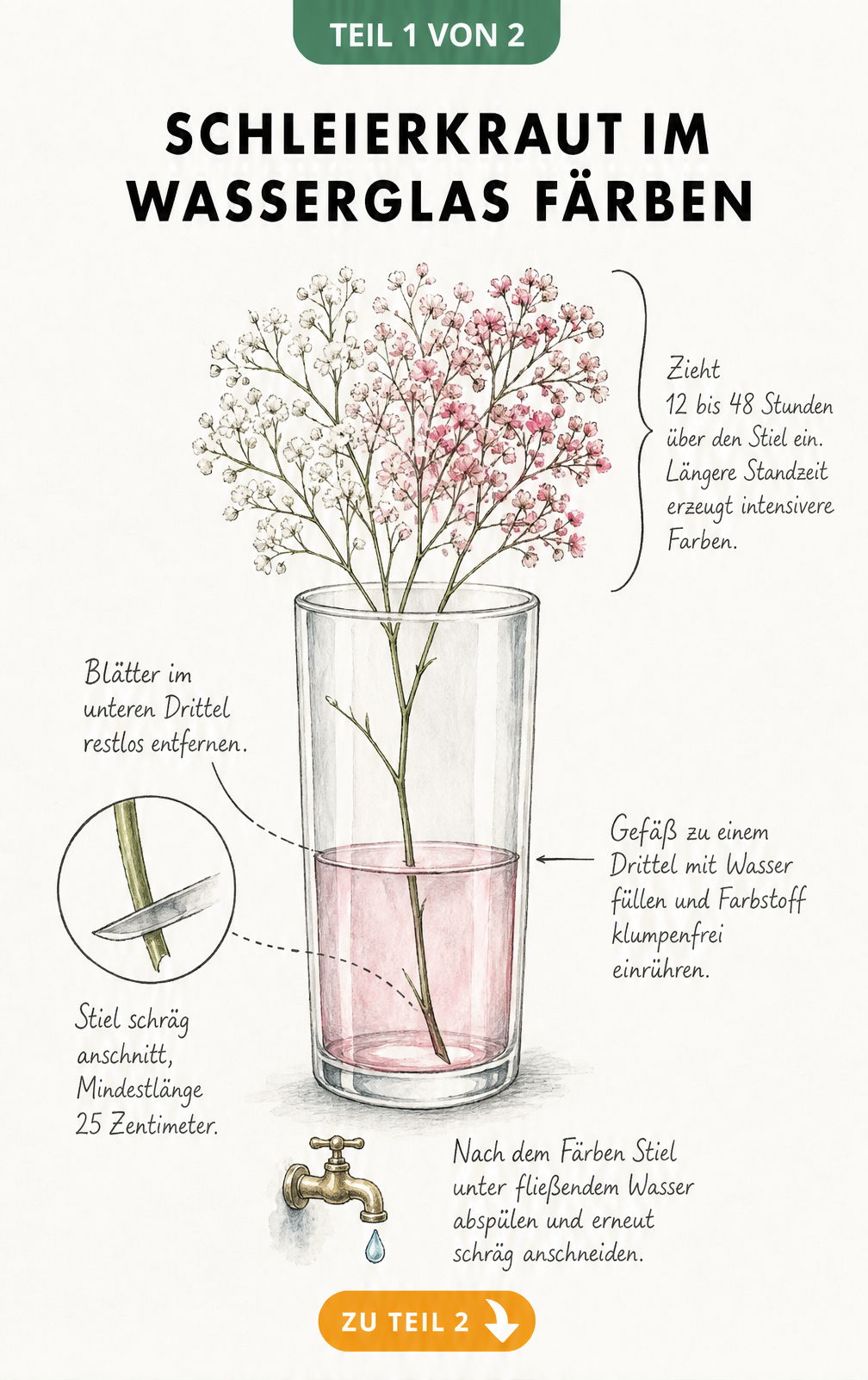 Illustration eines Schleierkraut-Zweigs in einem Wasserglas mit Anleitung zum Färben