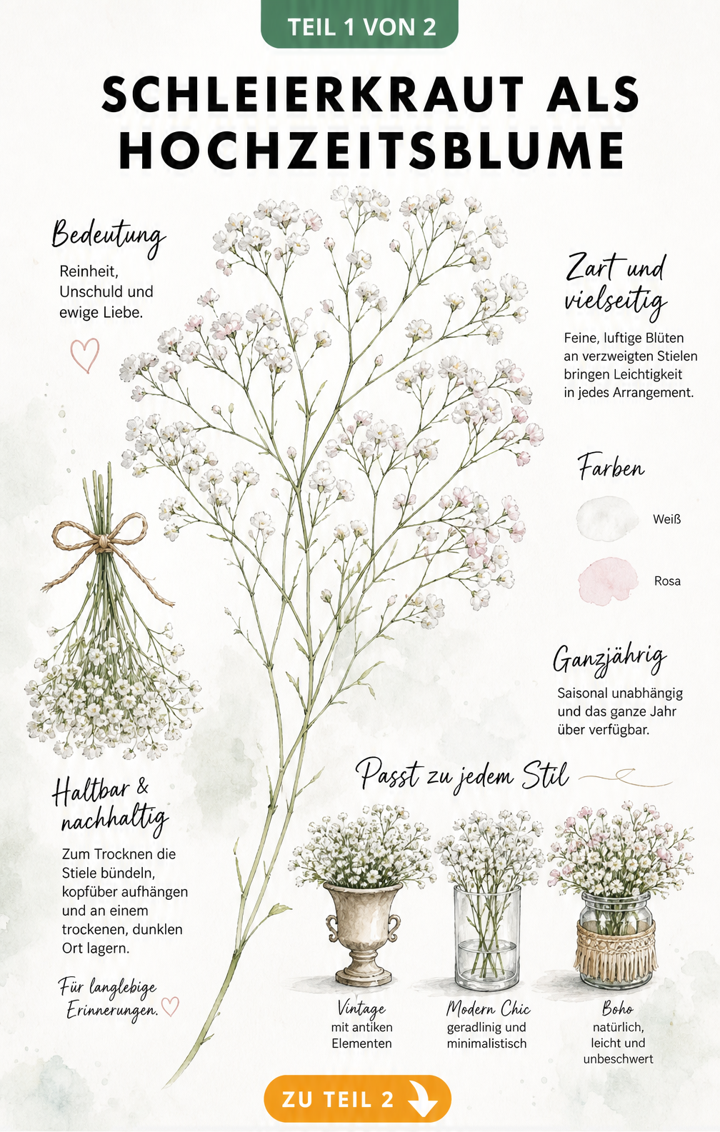 Botanische Illustration von Schleierkraut mit Erklärungen zu Bedeutung, Haltbarkeit und Hochzeitsstilen