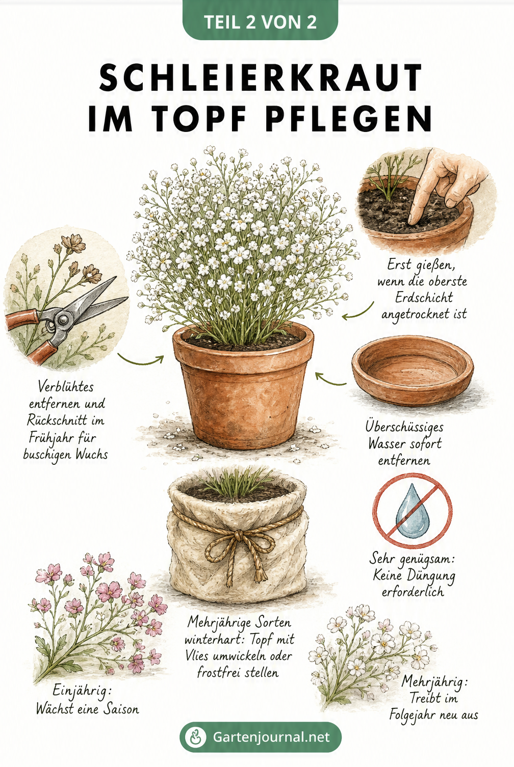 Illustration zur Pflege von Schleierkraut im Topf mit Tipps zum Gießen, Rückschnitt und zur Überwinterung