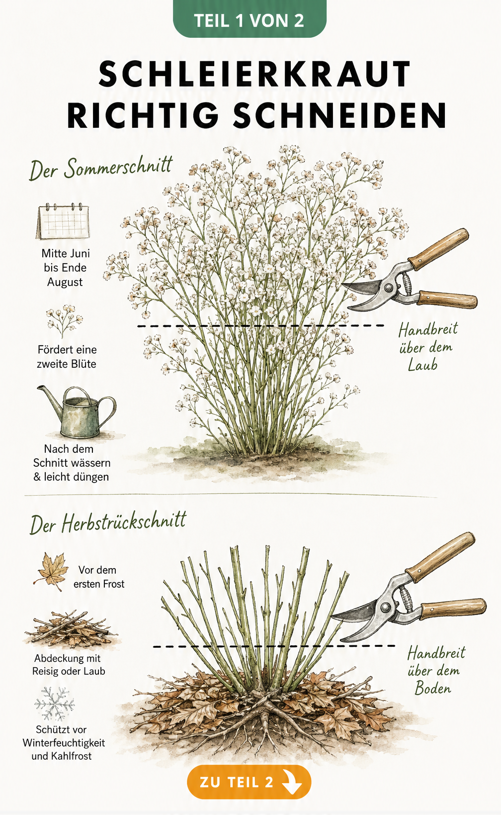 Botanische Illustration zum richtigen Schnitt von Schleierkraut im Sommer und Herbst