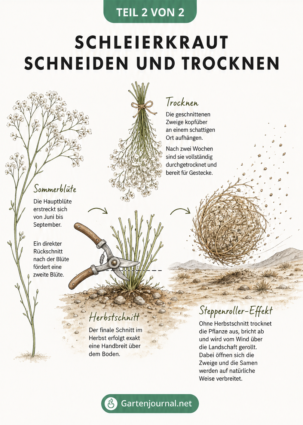 Illustration des Lebenszyklus von Schleierkraut, vom blühenden Zweig über den Rückschnitt bis hin zum Trocknen und dem Steppenroller-Effekt.
