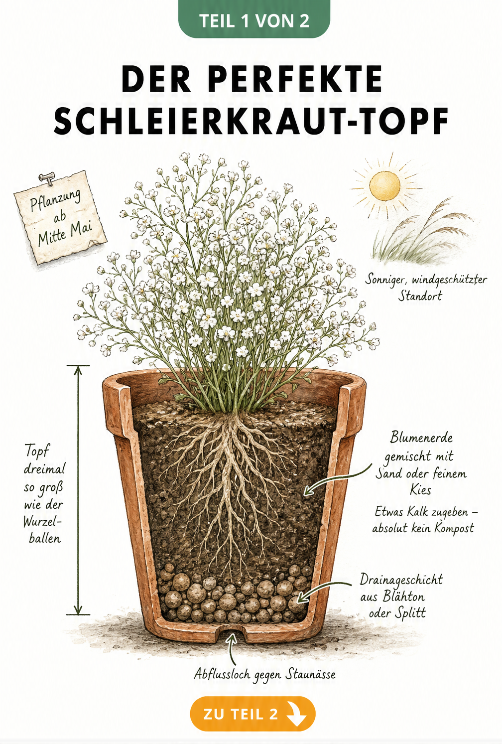 Querschnitt eines Terrakotta-Topfes mit Schleierkraut, der die Drainageschicht, das sandige Substrat und das tiefe Wurzelwerk zeigt