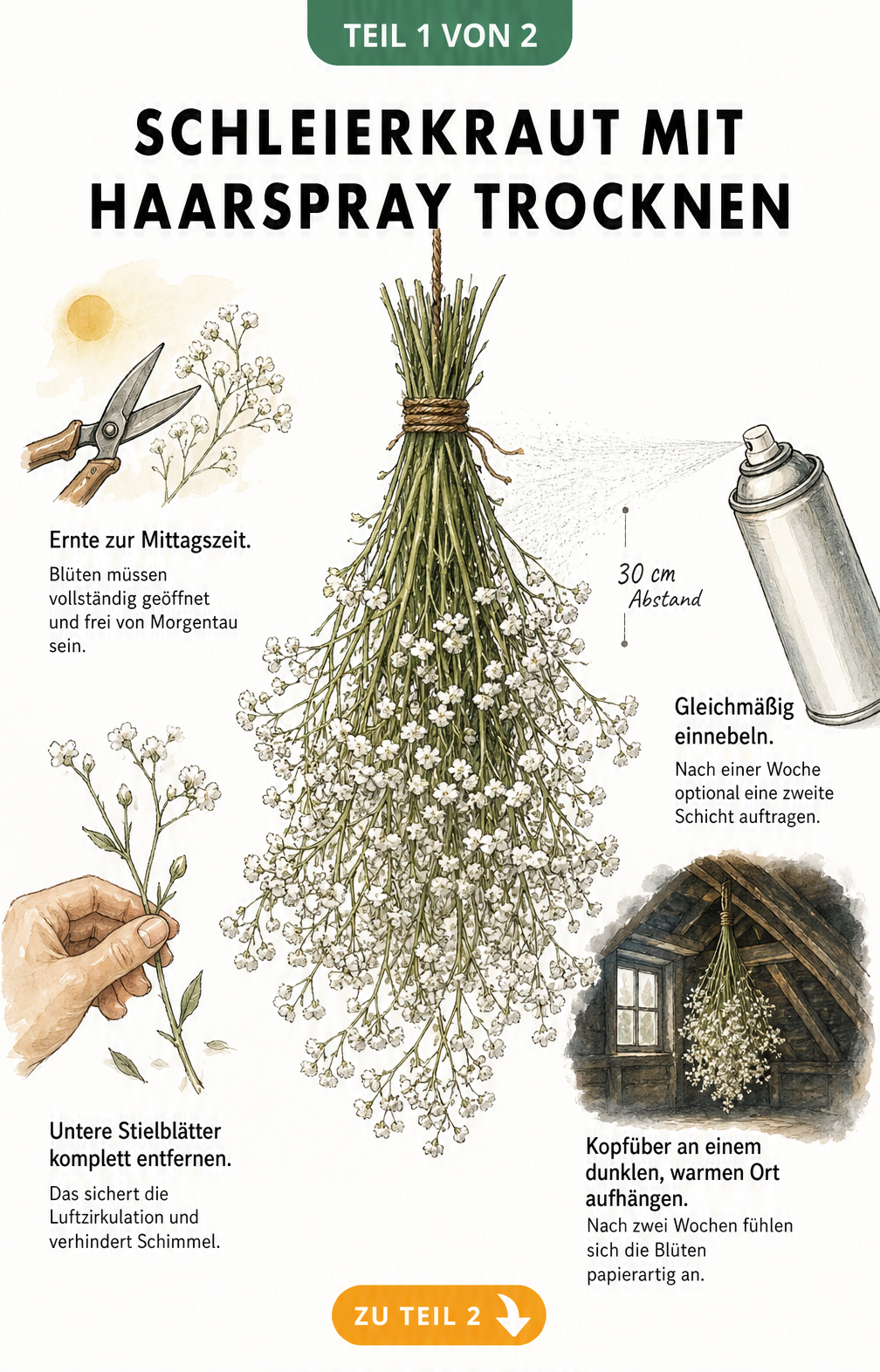 Botanische Illustration eines kopfüber hängenden Schleierkraut-Bündels mit vier Arbeitsschritten zum Trocknen: Ernte, Blätter entfernen, Haarspray auftragen...