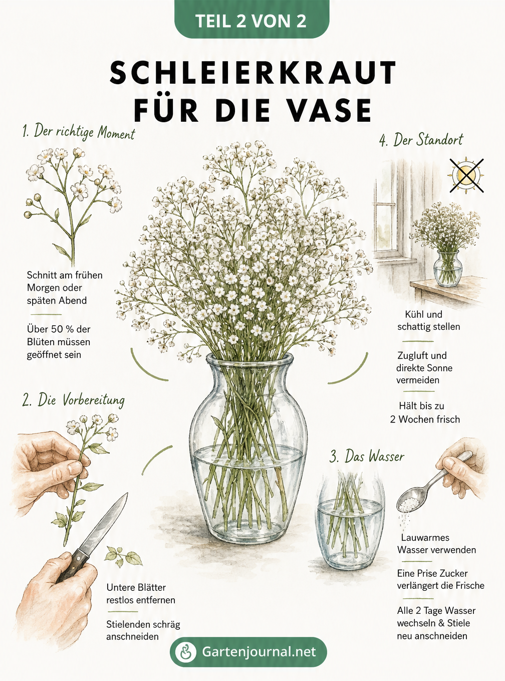 Illustration zur Vorbereitung und Pflege von Schleierkraut als Schnittblume in der Vase