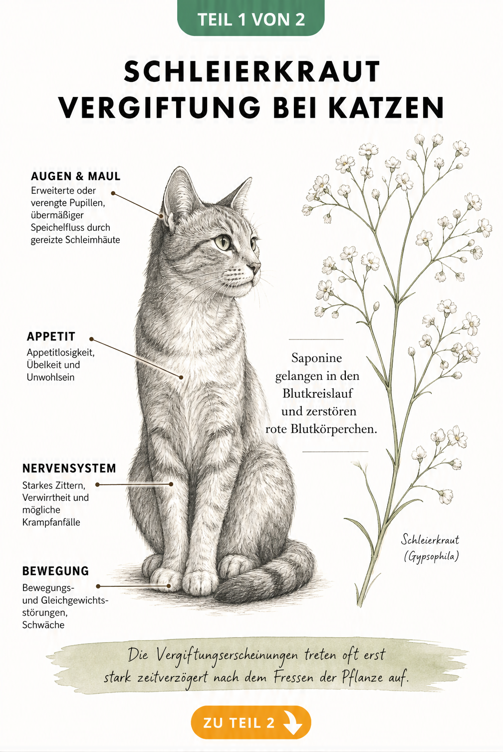 Illustration einer Katze und Schleierkraut mit Linien zu Vergiftungssymptomen wie Speichelfluss, Zittern und Bewegungsstörungen.