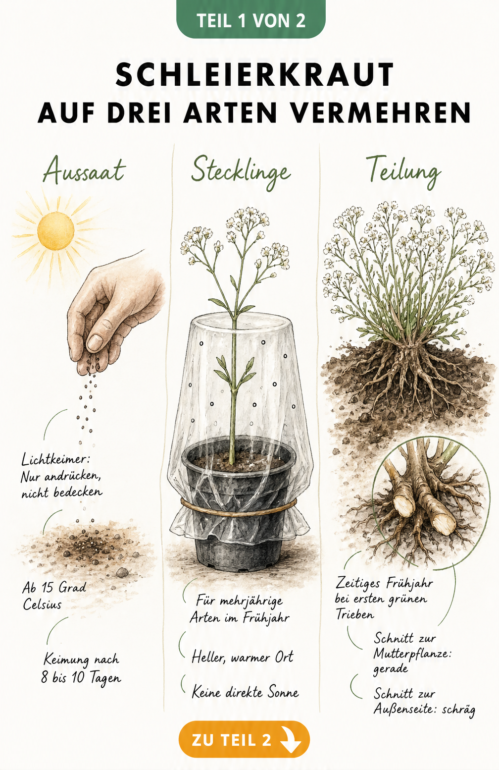 Illustration der drei Vermehrungsmethoden für Schleierkraut: Aussaat, Stecklinge und Teilung im direkten Vergleich