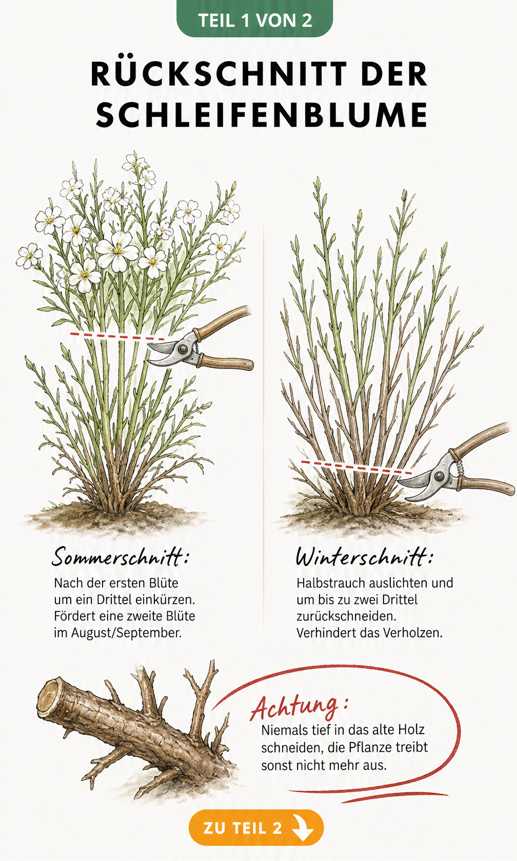 Illustration zum Rückschnitt der Schleifenblume im Sommer und Winter