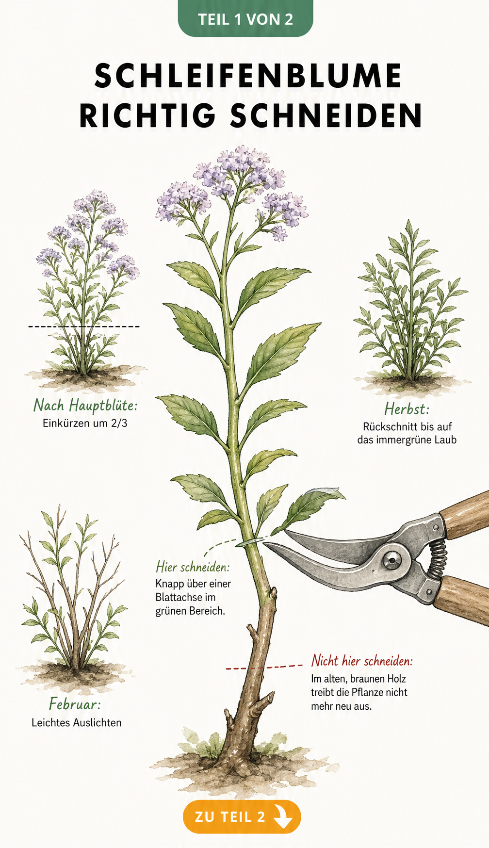 Botanische Illustration eines Schleifenblumen-Triebs mit Markierungen für den richtigen Schnitt und Jahreszyklus
