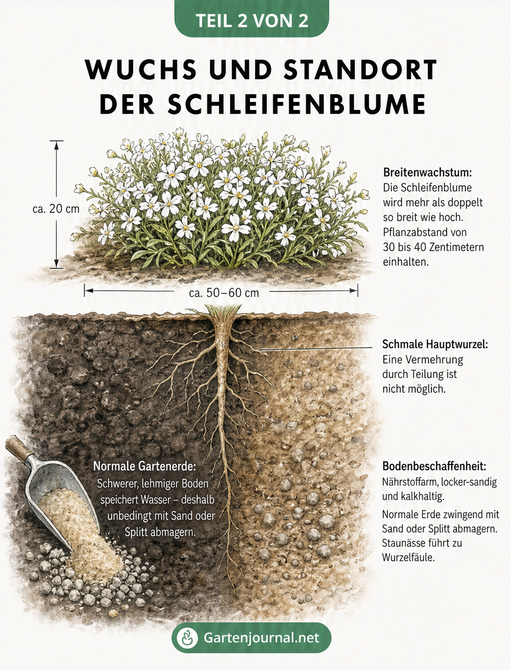 Querschnitt durch ein Beet mit Schleifenblume, Wurzeln und Bodenstruktur