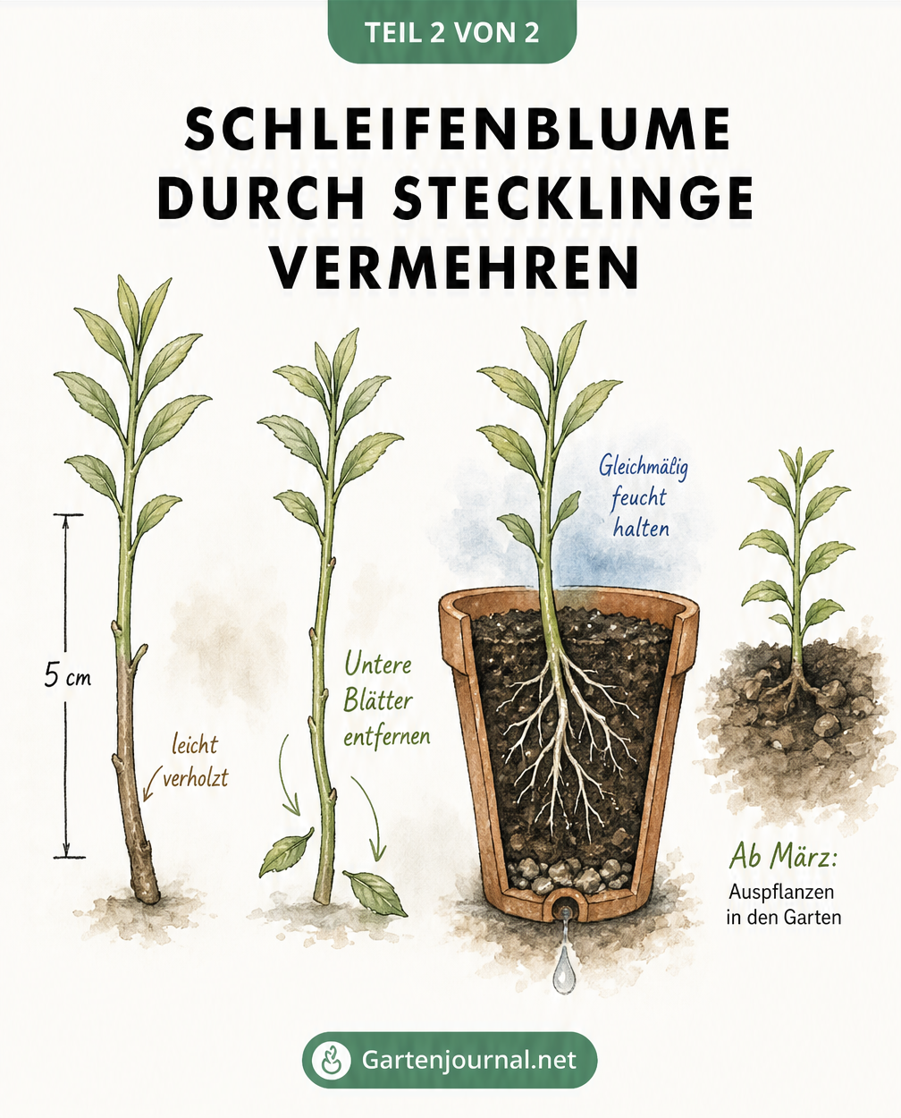 Aquarell-Zeichnung zur Vermehrung der Schleifenblume durch Stecklinge vom Trieb bis zum Einpflanzen