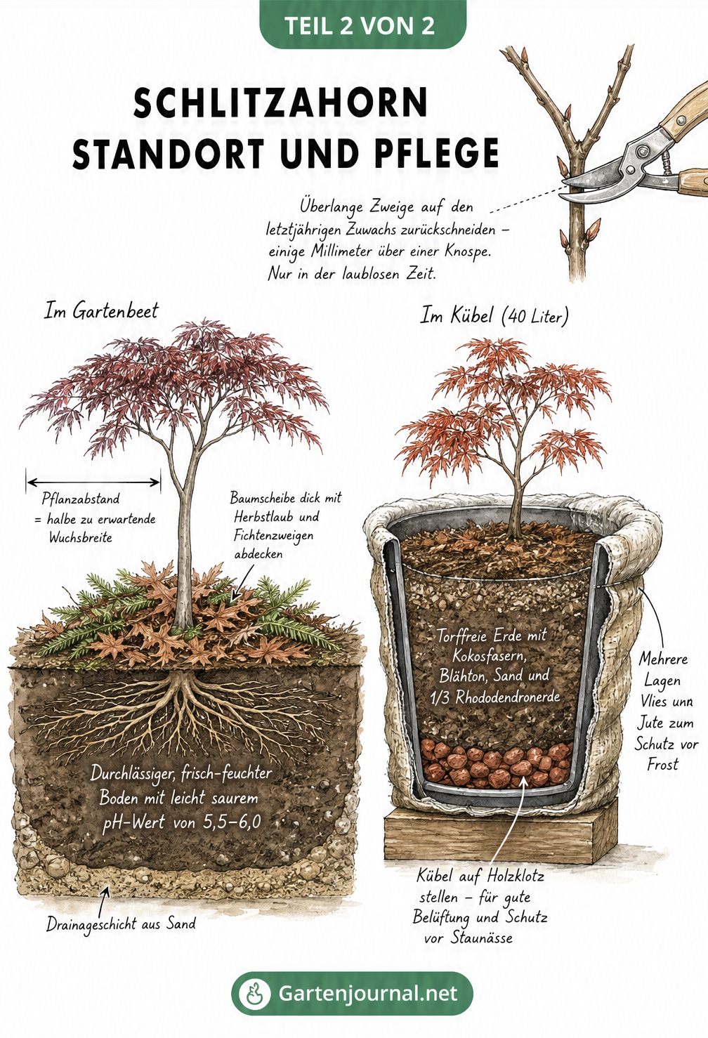 Querschnitt-Zeichnung zur Pflanzung eines Schlitzahorns im Gartenbeet und im Kübel mit Hinweisen zu Boden, Drainage, Pflanzabstand und Winterschutz.