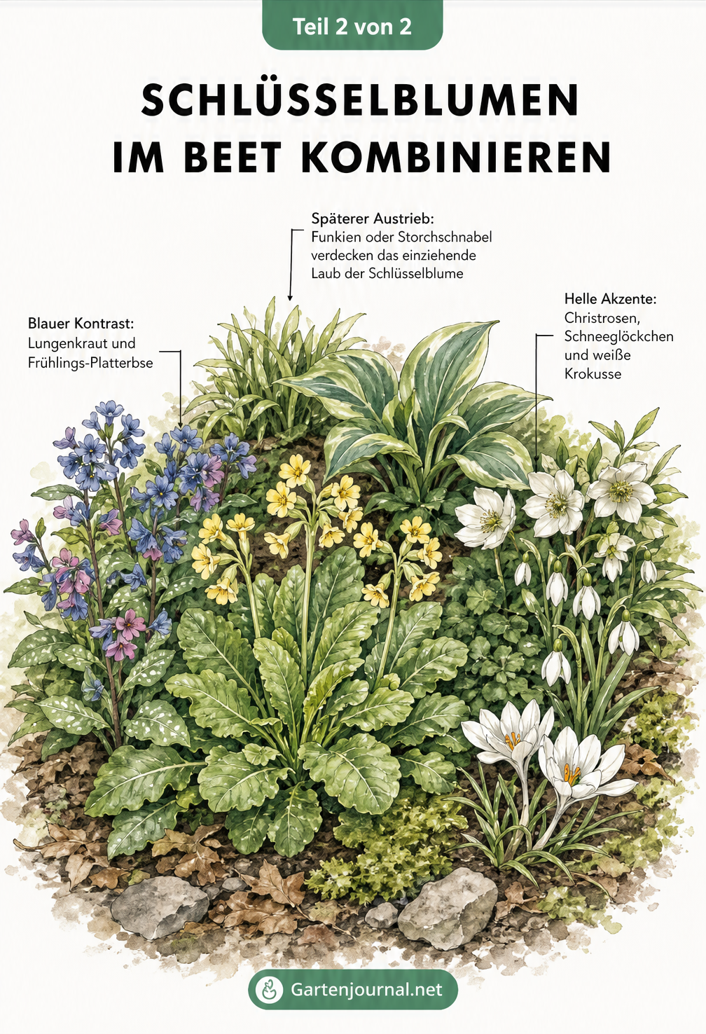 Aquarell-Zeichnung einer Schlüsselblume im Beet, kombiniert mit blauen und weißen Begleitpflanzen wie Lungenkraut, Christrosen und Funkien.