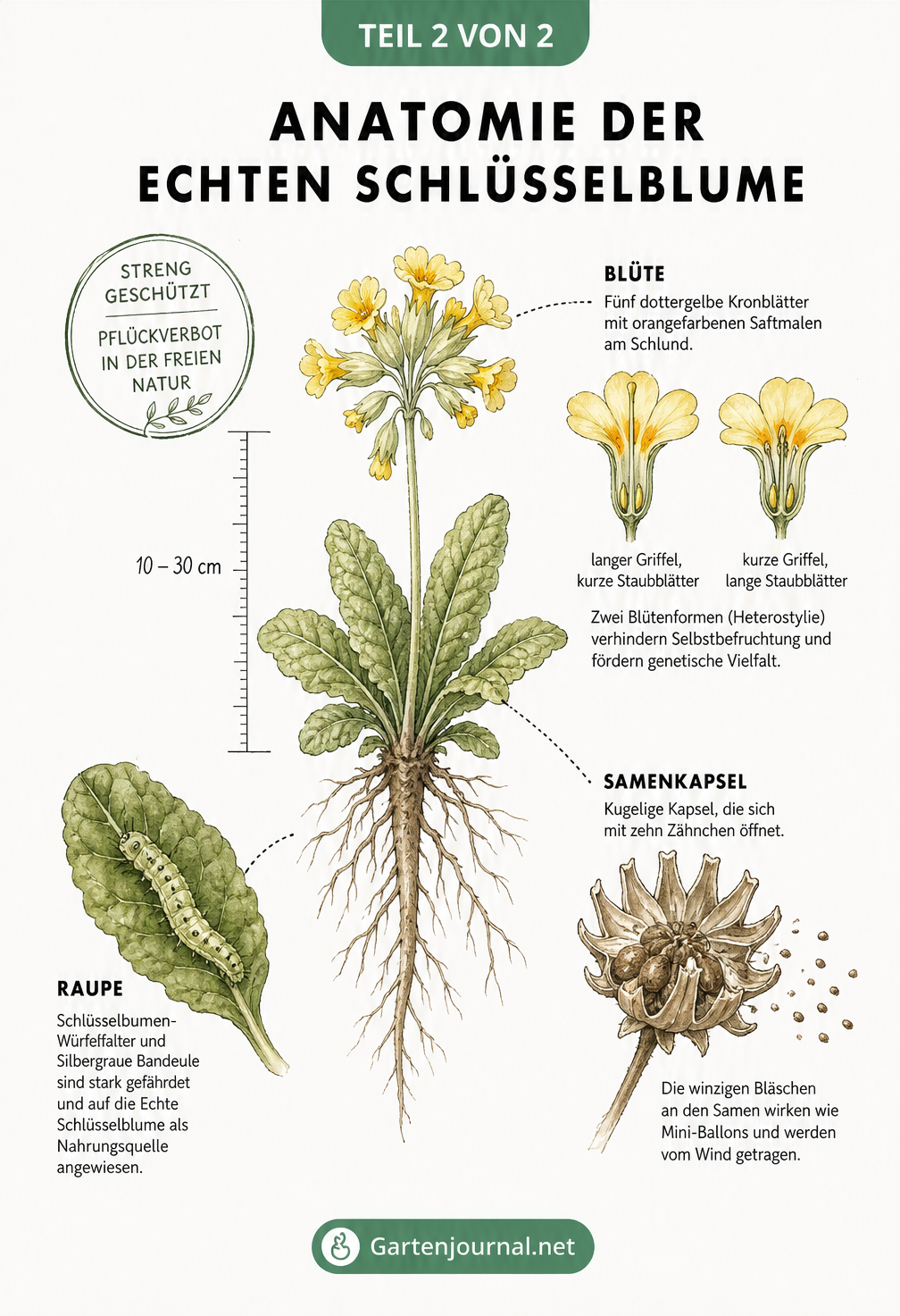 Botanische Illustration der Echten Schlüsselblume mit Details zu Blüte, Samenkapsel und Raupen als Nahrungsgäste.