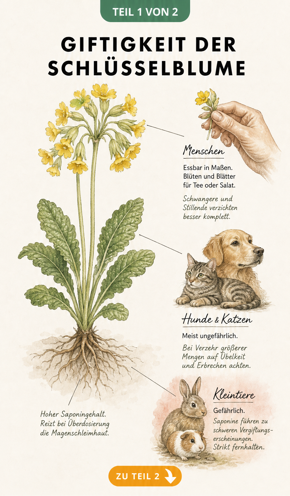 Botanische Illustration der Echten Schlüsselblume mit Hinweisen zur Giftigkeit für Menschen, Hunde, Katzen und Kleintiere.