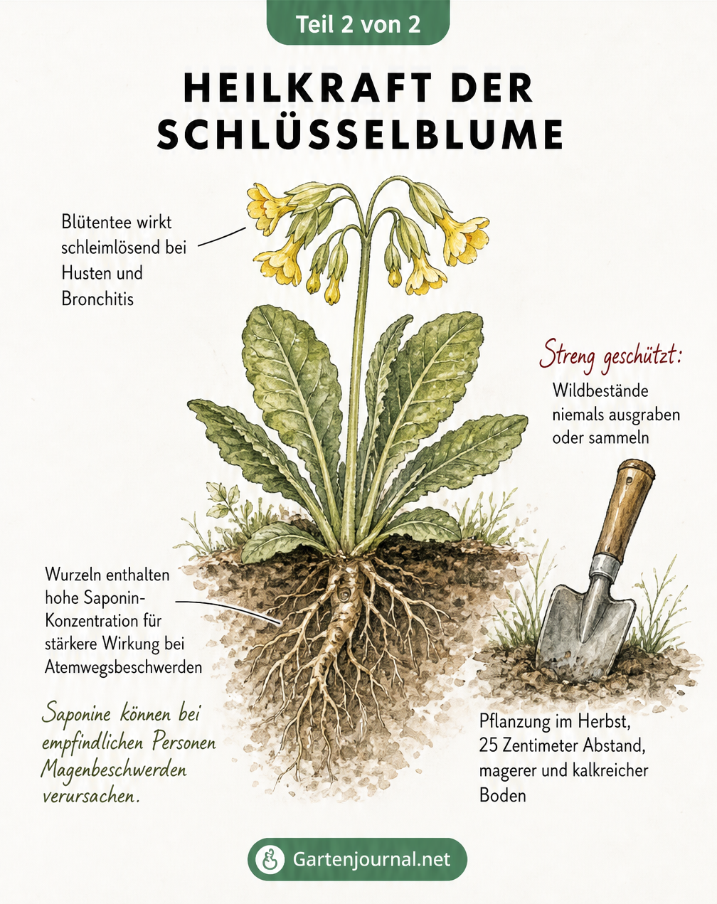 Illustration einer Schlüsselblume mit Hinweisen zur Heilkraft von Blüten und Wurzeln