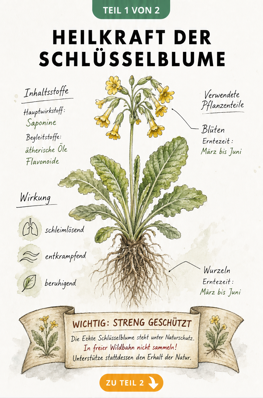Botanische Illustration der Echten Schlüsselblume mit Blüten und Wurzeln sowie Hinweisen zu Wirkstoffen und Heilkraft