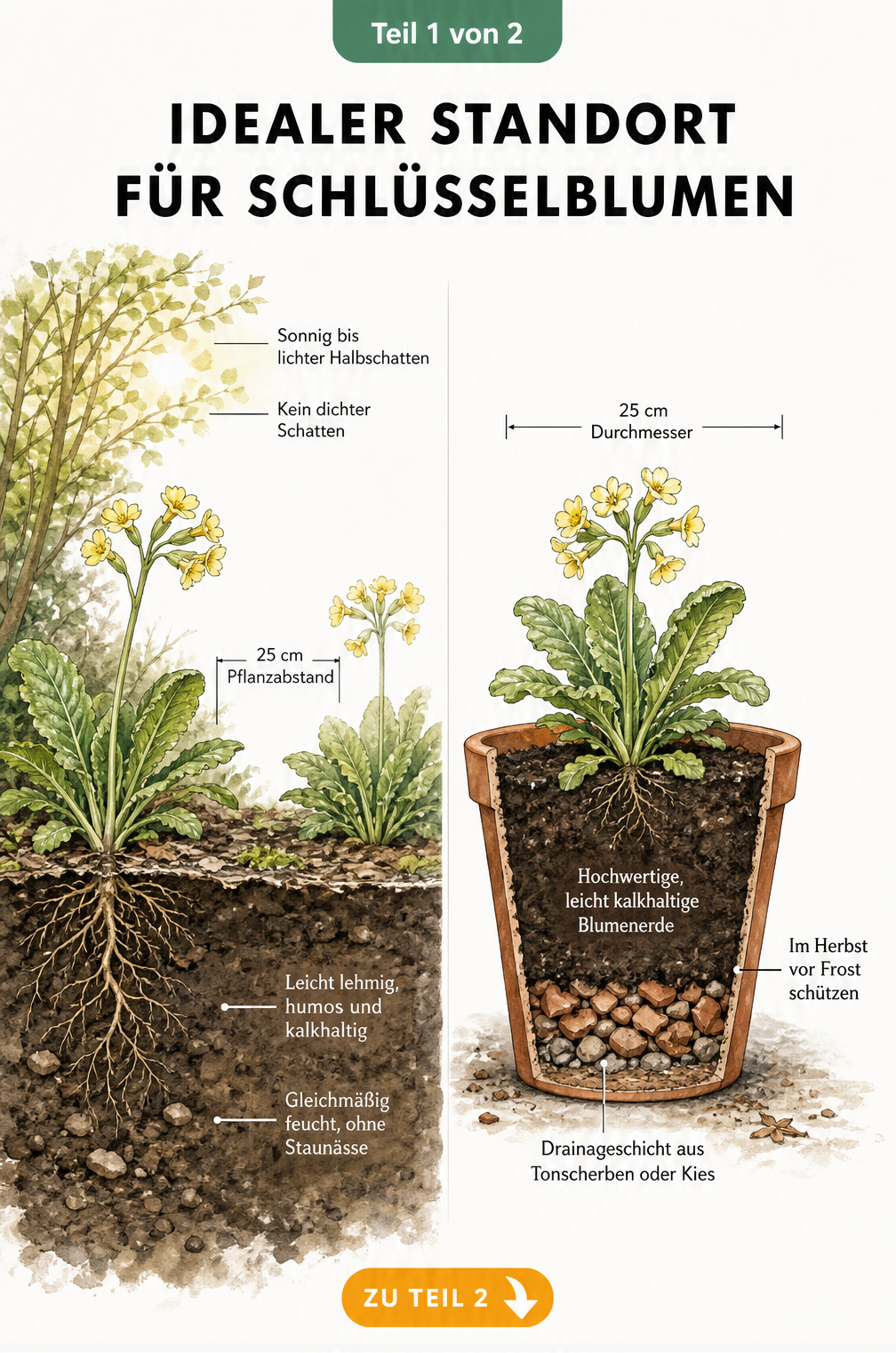 Botanische Illustration des idealen Standorts für Schlüsselblumen im Gartenboden und im Topf mit Angaben zu Licht, Boden und Pflanzabstand.