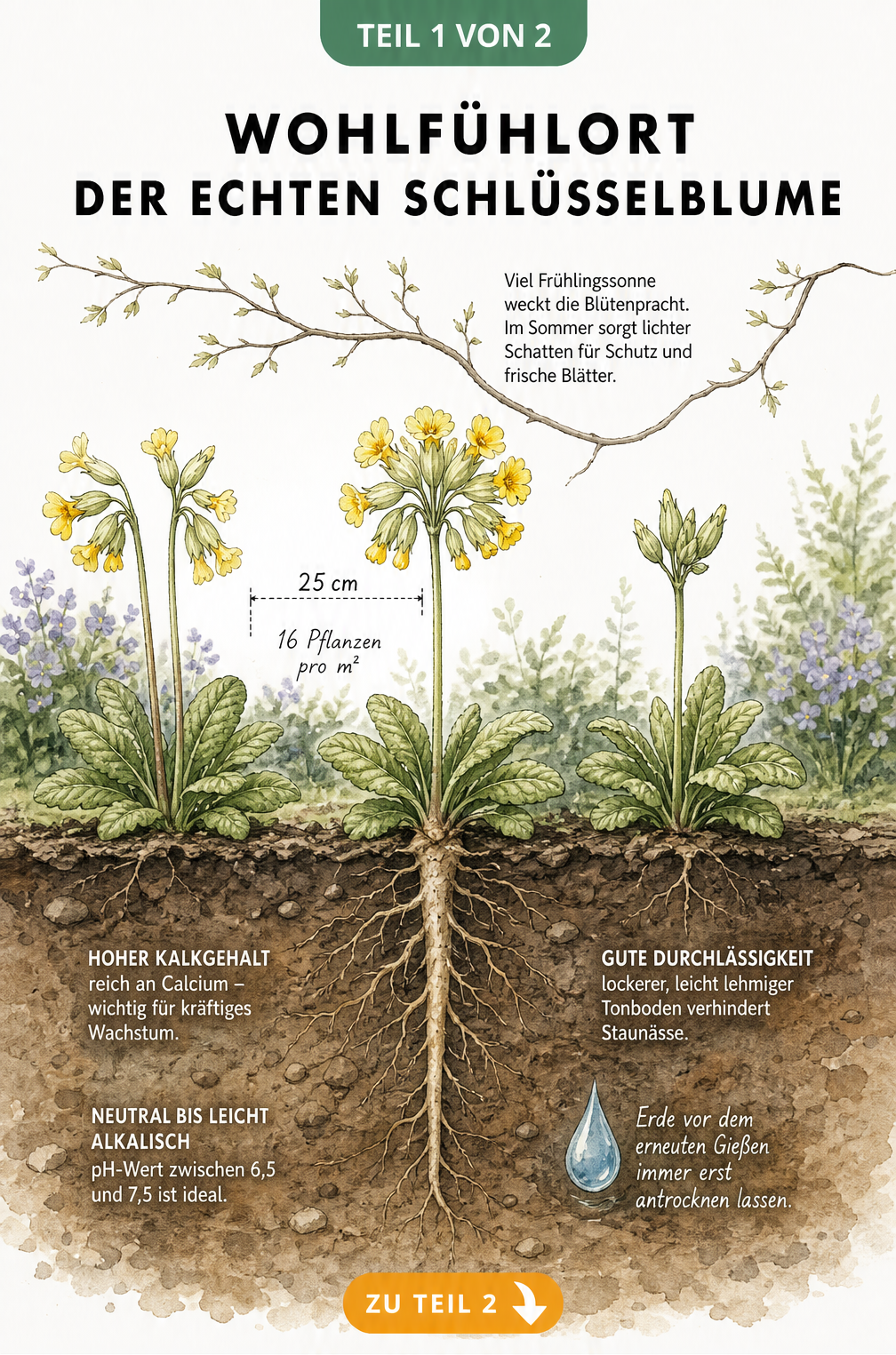 Querschnitt eines Gartenbeets mit Echter Schlüsselblume, das den idealen Standort, Lichtbedarf und Bodenbedingungen zeigt.