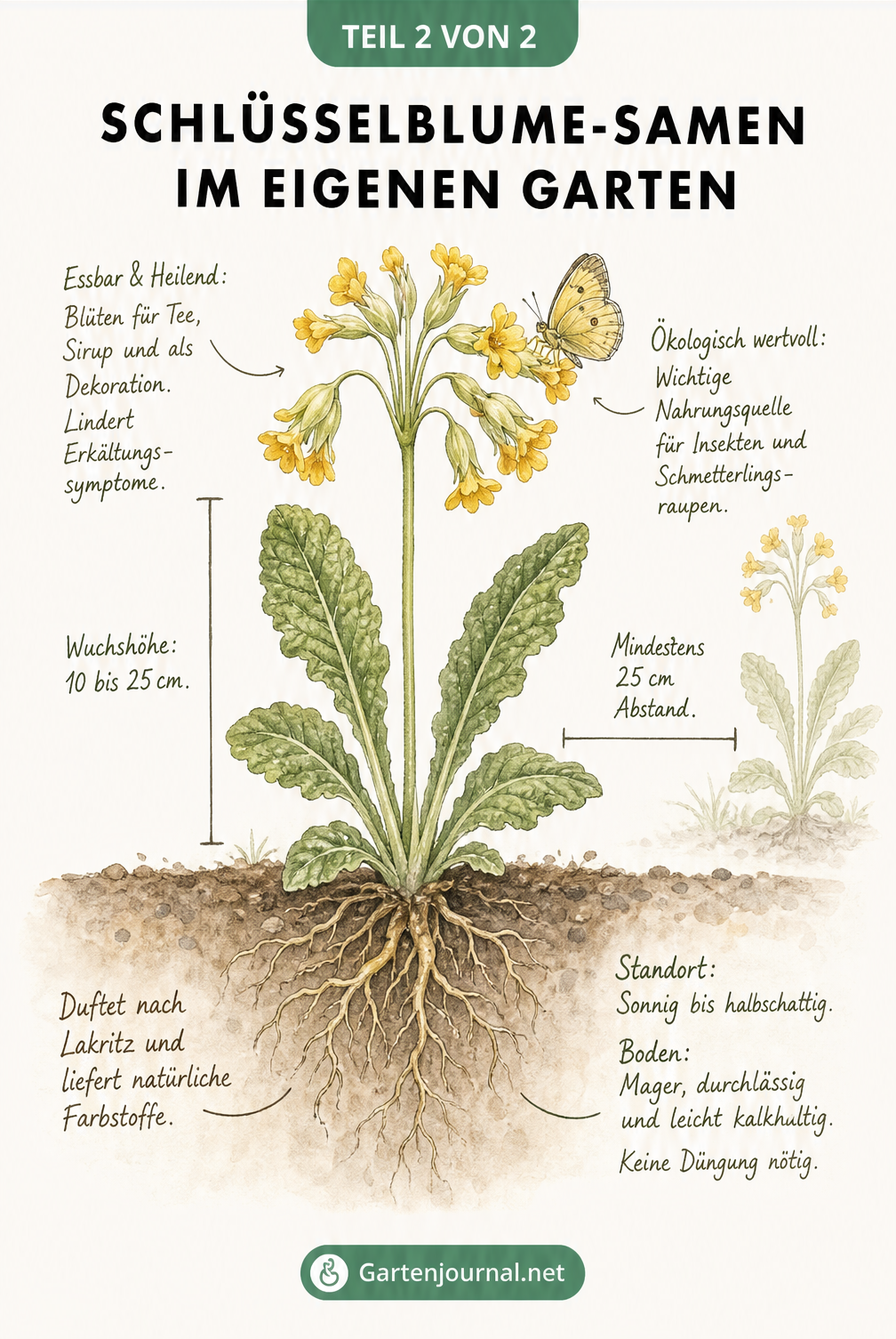 Botanische Illustration der Echten Schlüsselblume mit Details zu Standort, Boden, Pflanzabstand und ökologischem Wert
