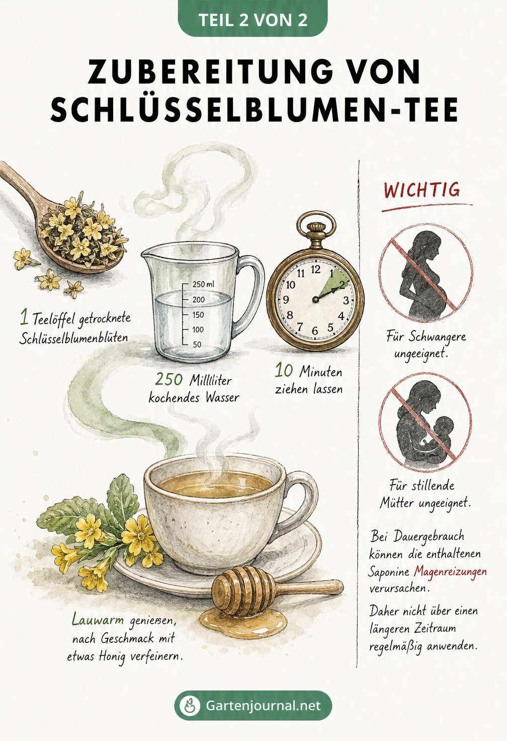 Skizze zur Zubereitung von Schlüsselblumen-Tee mit Teelöffel, kochendem Wasser, Ziehzeit und Warnhinweisen