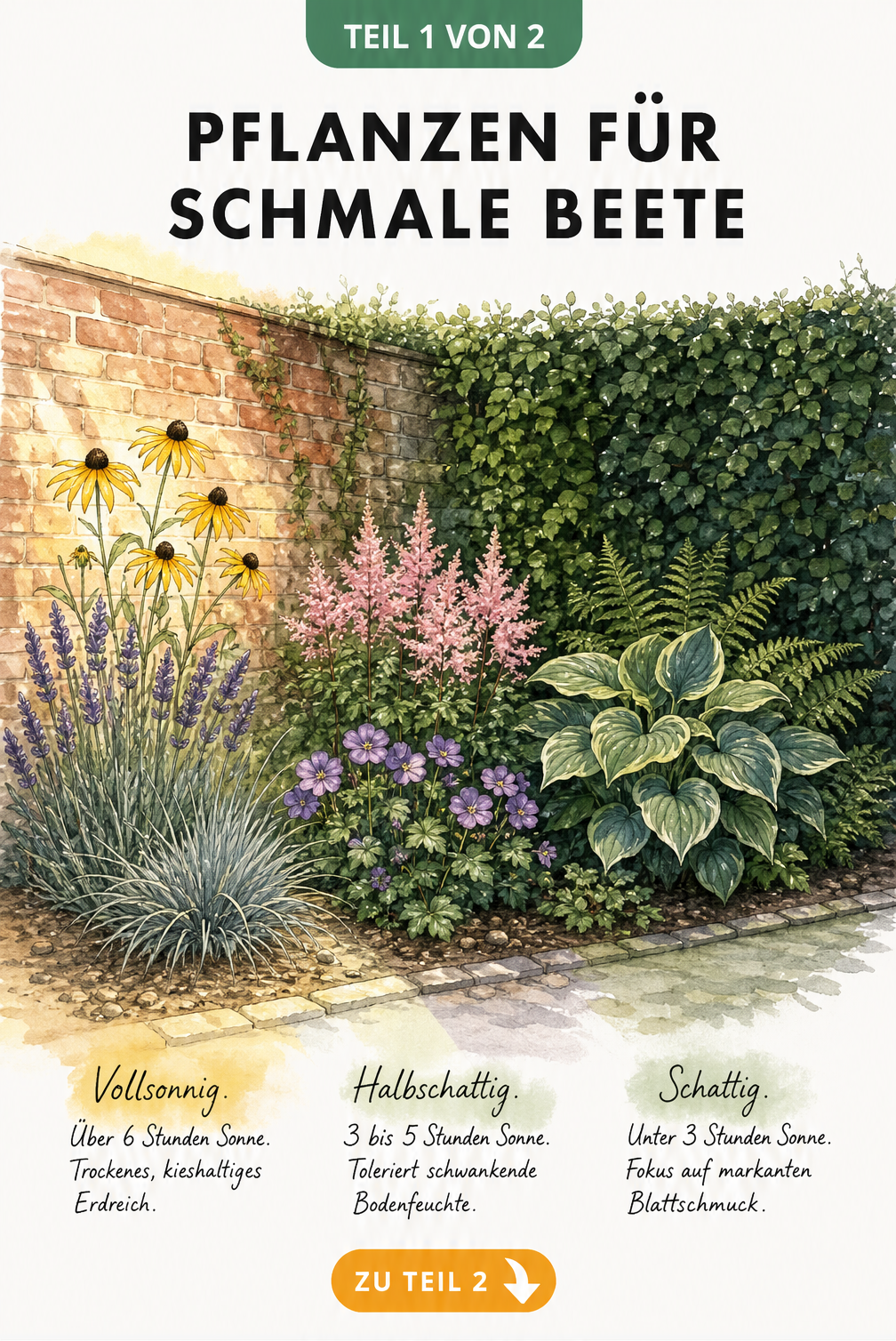 Illustration eines schmalen Beetes vor einer Mauer und Hecke, unterteilt in vollsonnige, halbschattige und schattige Zonen mit passenden Pflanzen wie...