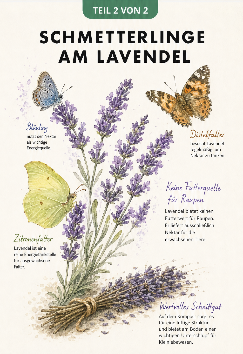 Aquarellzeichnung von Lavendelrispen mit Zitronenfalter, Bläuling und Distelfalter sowie getrockneten Lavendelzweigen am Boden