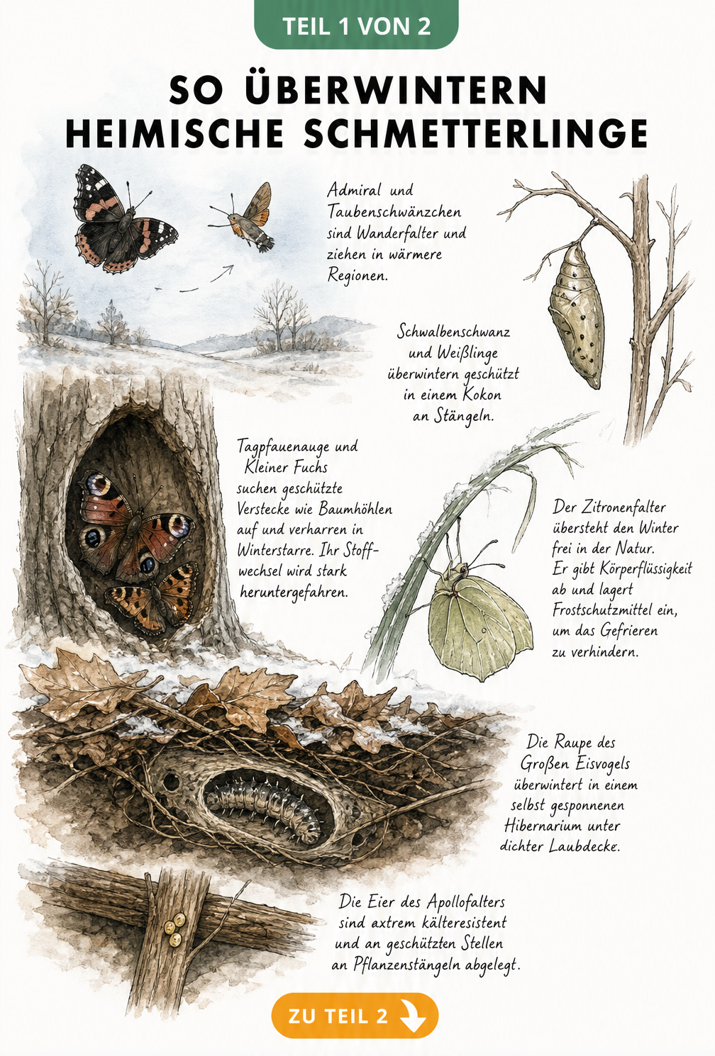 Illustration der Überwinterungsstrategien von Schmetterlingen: Wanderfalter, Puppen im Kokon, Falter in Winterstarre, Zitronenfalter im Freien und Eier an...